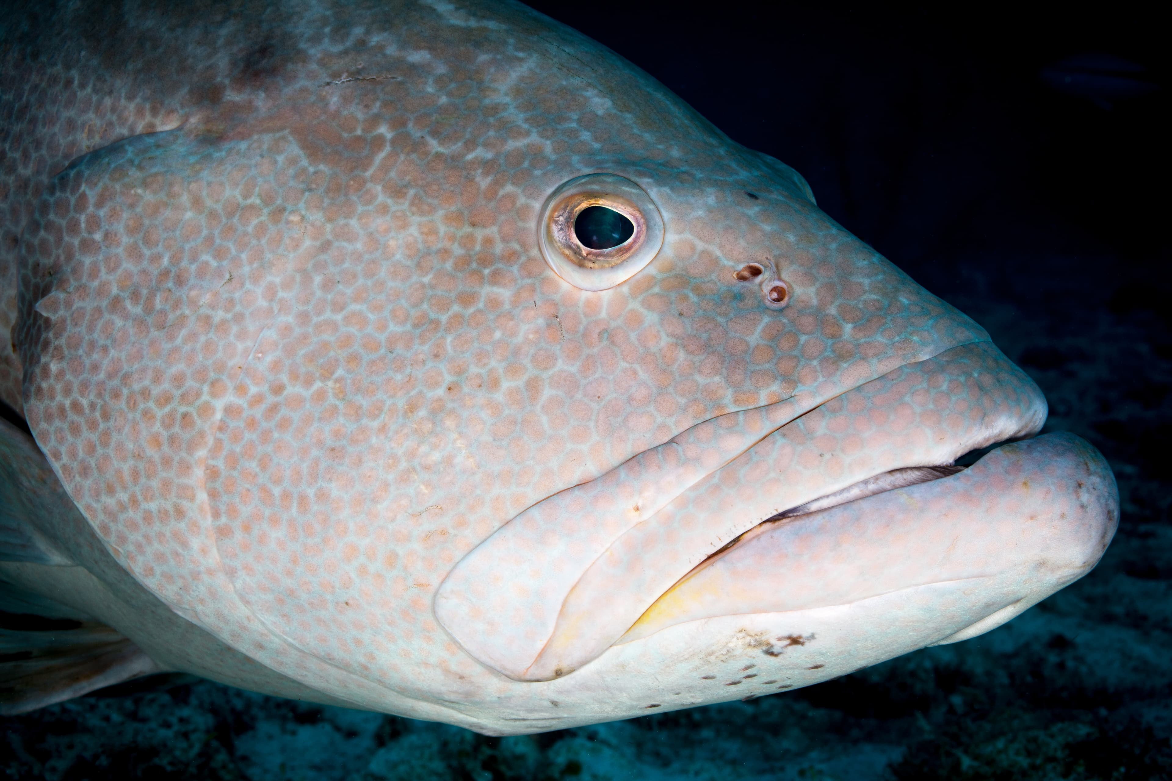 How to Catch Yellowfin Grouper: The Complete Guide