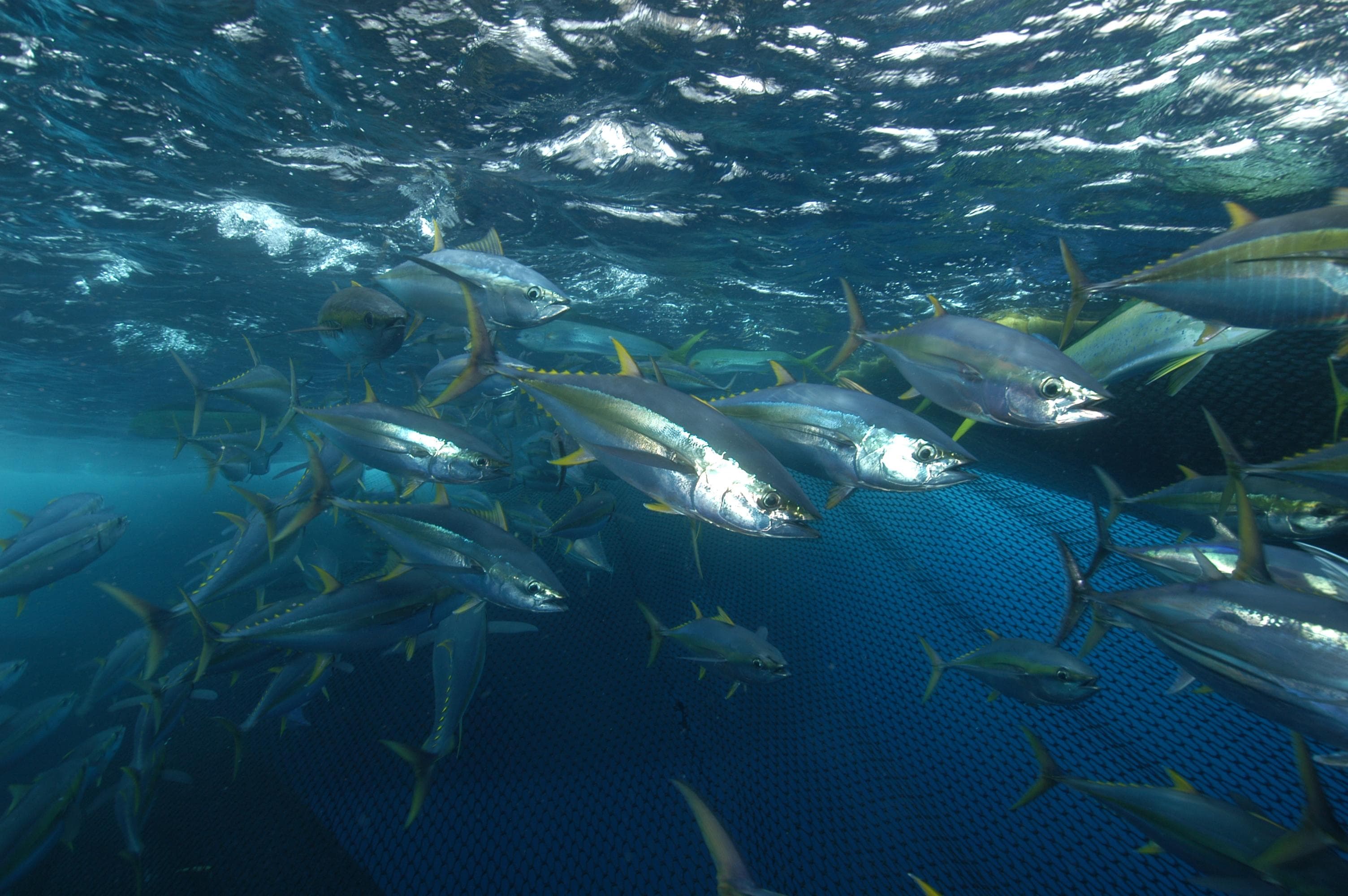 How to Catch Yellowfin Tuna: The Complete Guide