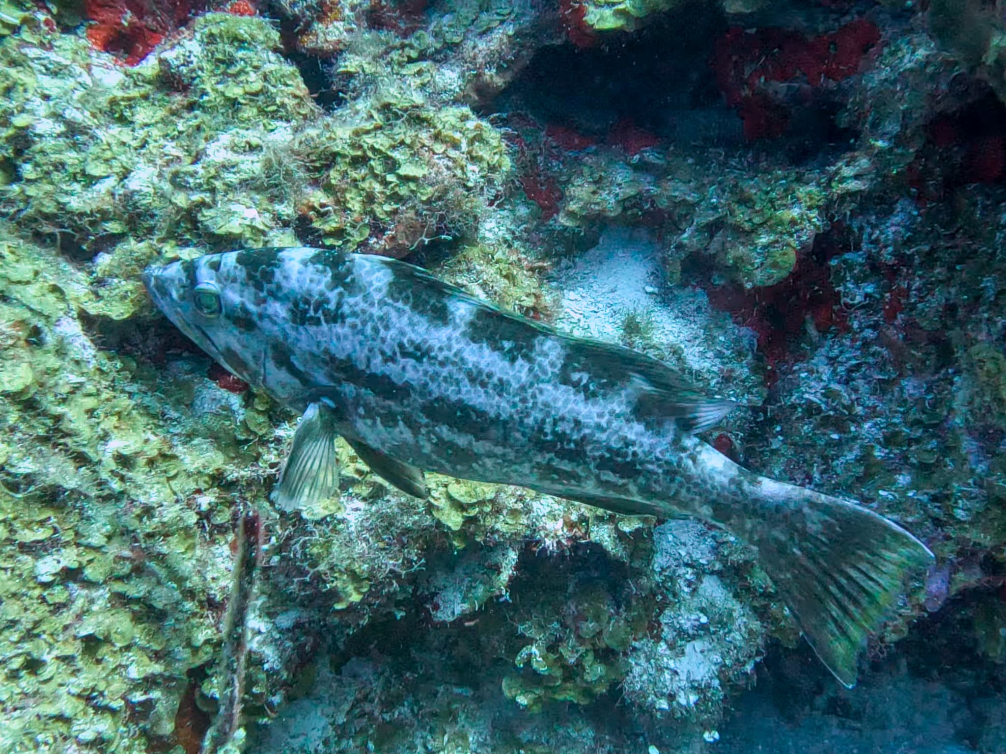 How to Catch Yellowmouth Grouper: Reef & Ledge Tactics