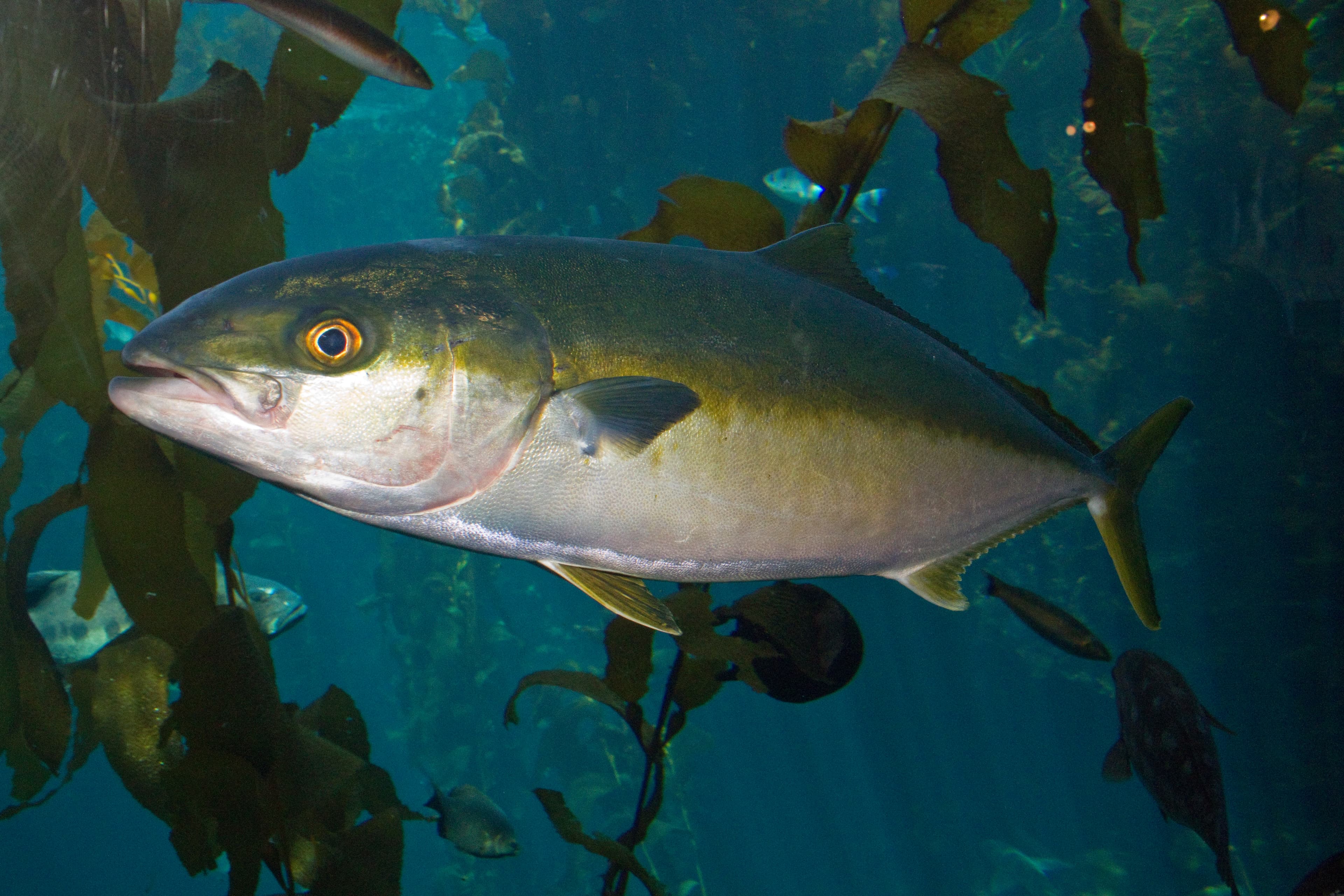 How to Catch Yellowtail Amberjack: The Complete Angler's Guide