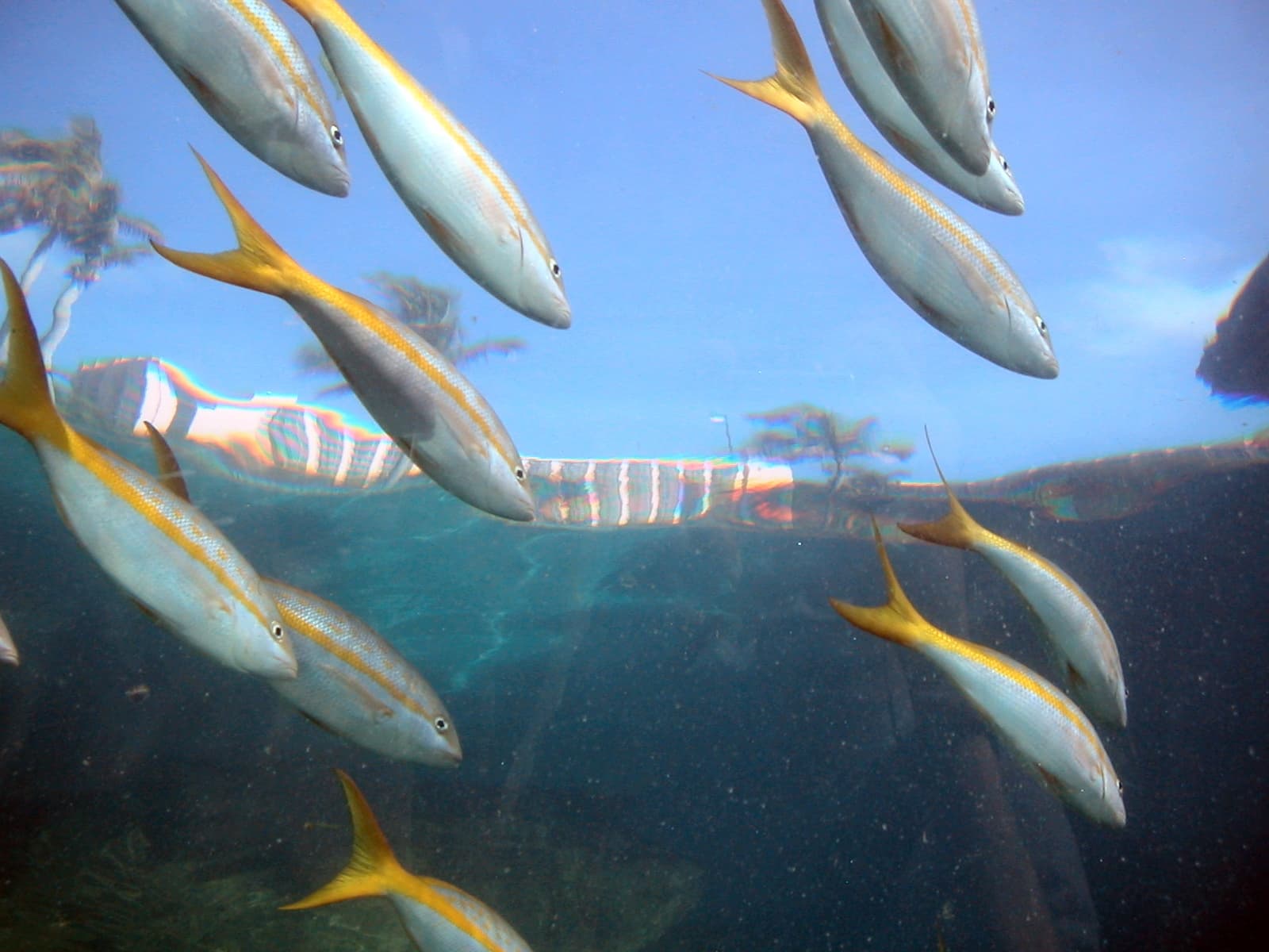 How to Catch Yellowtail Snapper: The Complete Guide