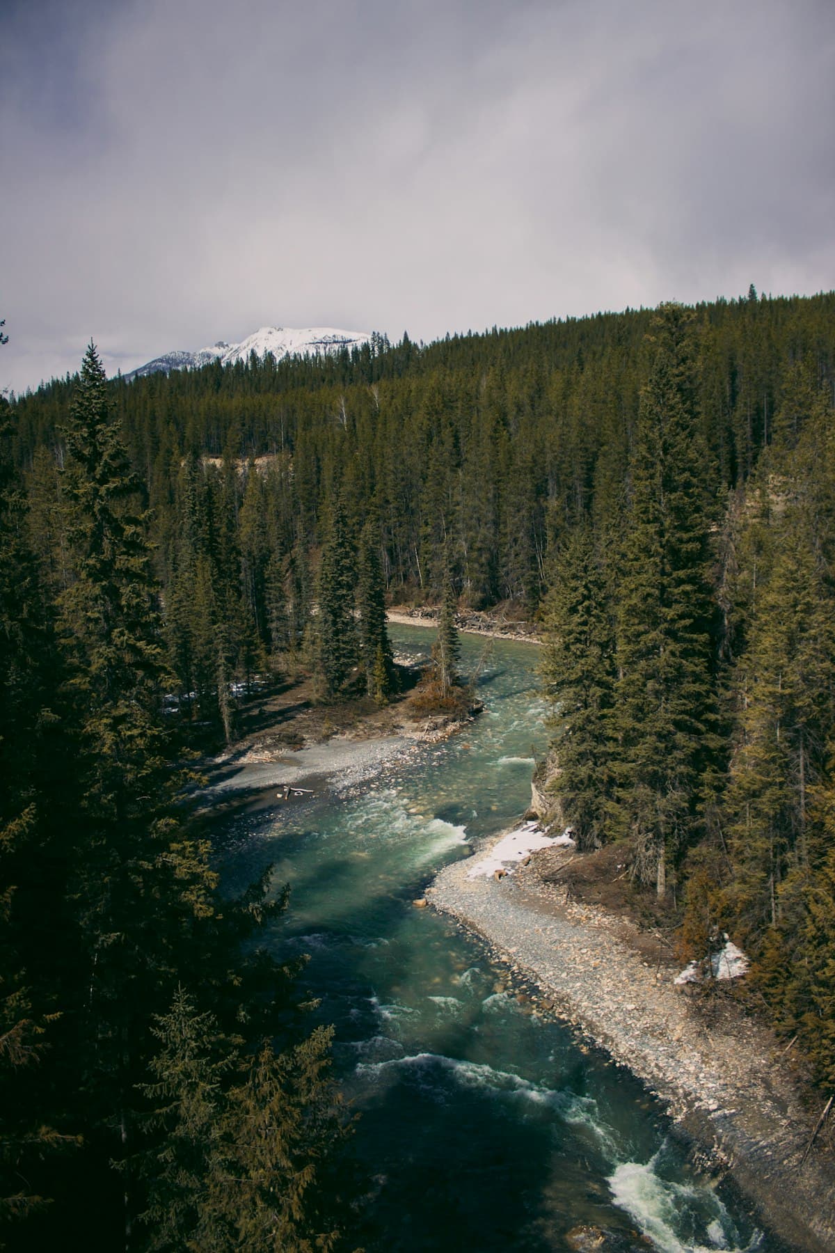 How to Fish the Crowsnest River, Alberta: Dry-Fly Trout Paradise
