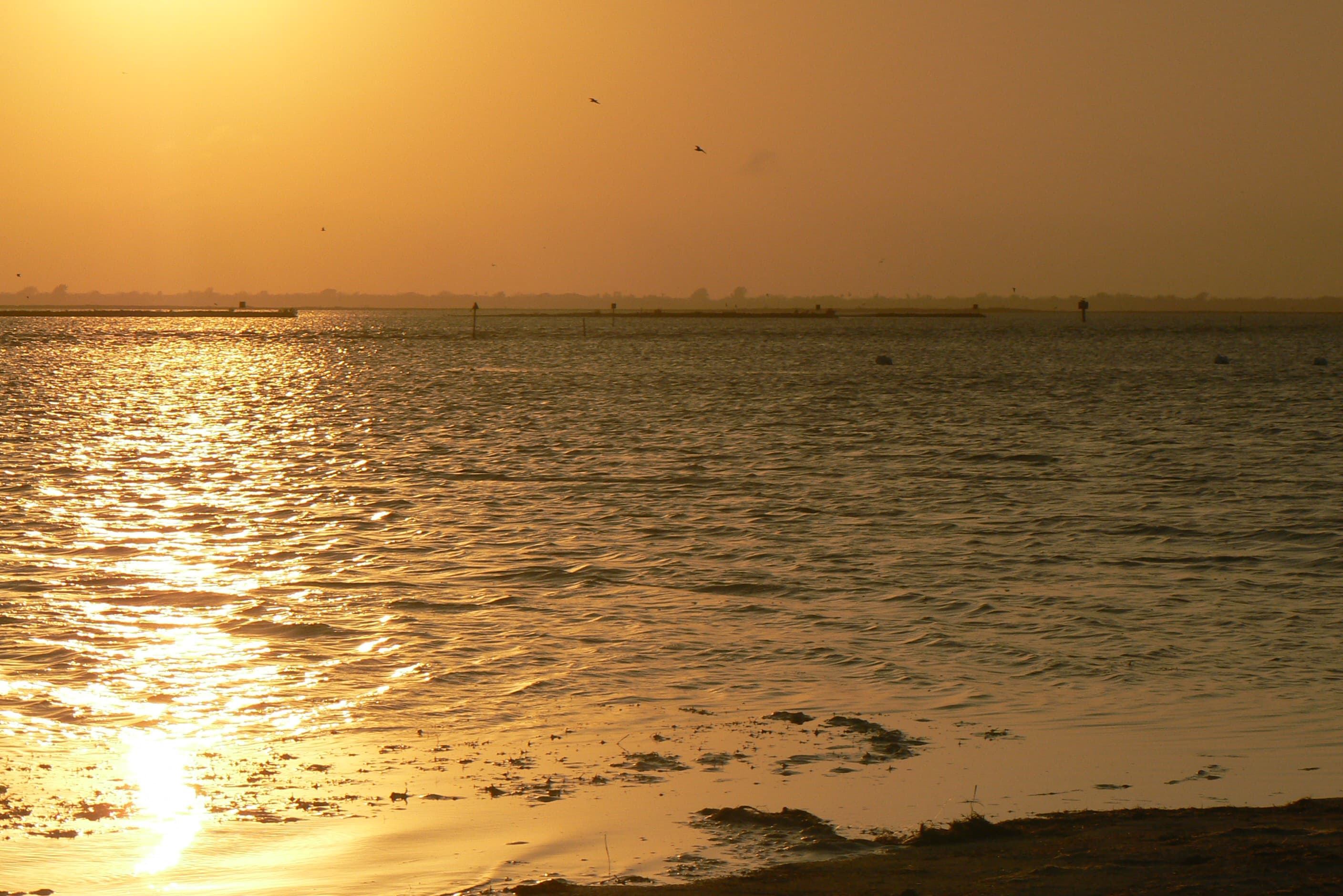 How to Fish the Laguna Madre: A Beginner's Guide to Sight-Casting Texas's Hypersaline Flats for Redfish and Trophy Trout