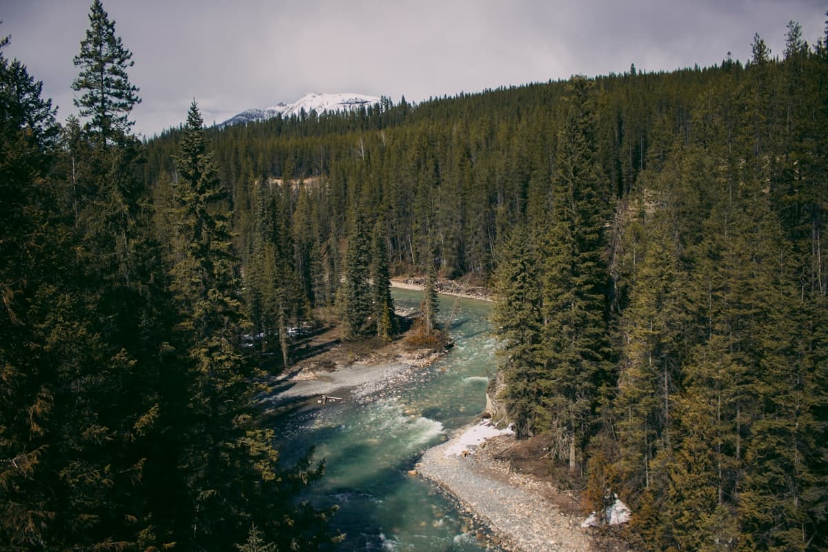 How to Fish the Ram River, Alberta: Backcountry Cutthroat Trout