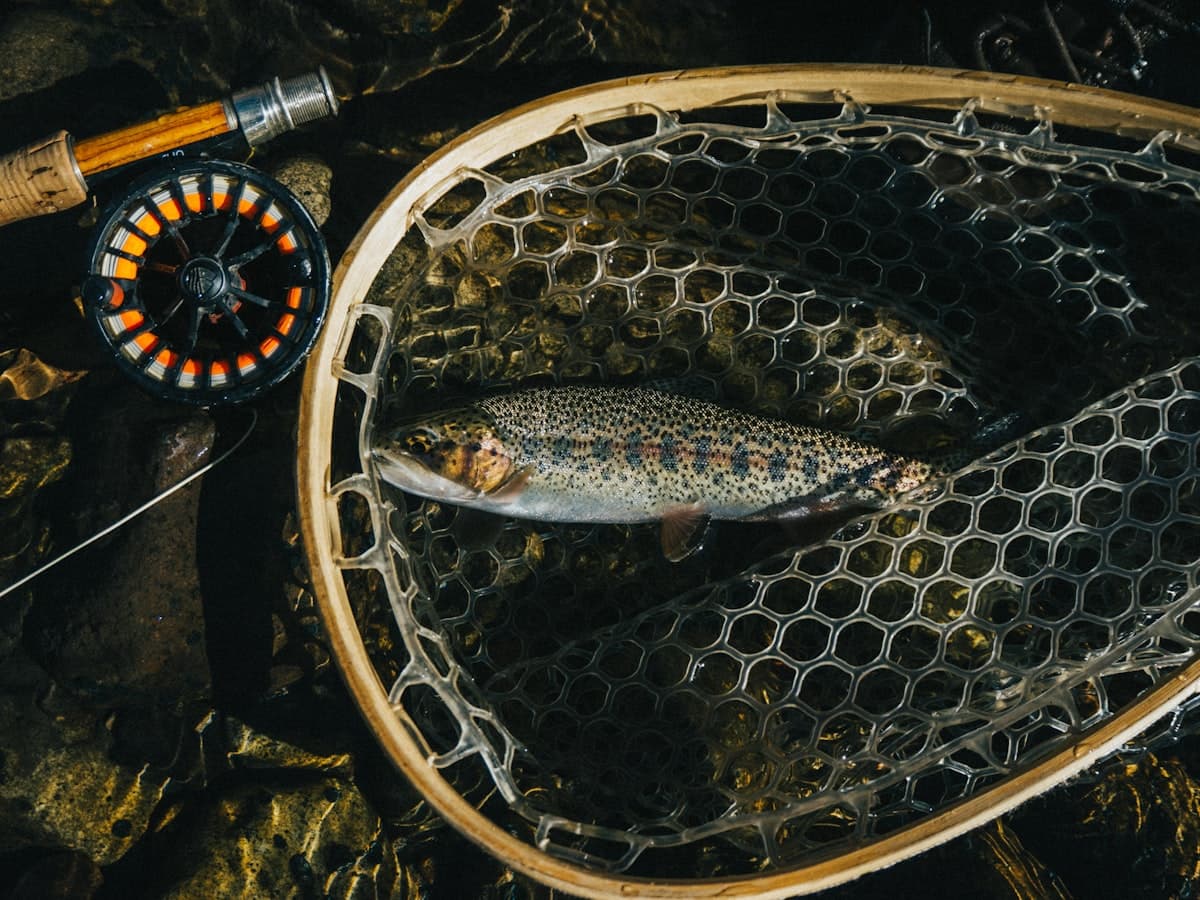 How to Fish the Skeena River and Terrace, BC: Steelhead, Chinook, Coho, and Every Technique That Works