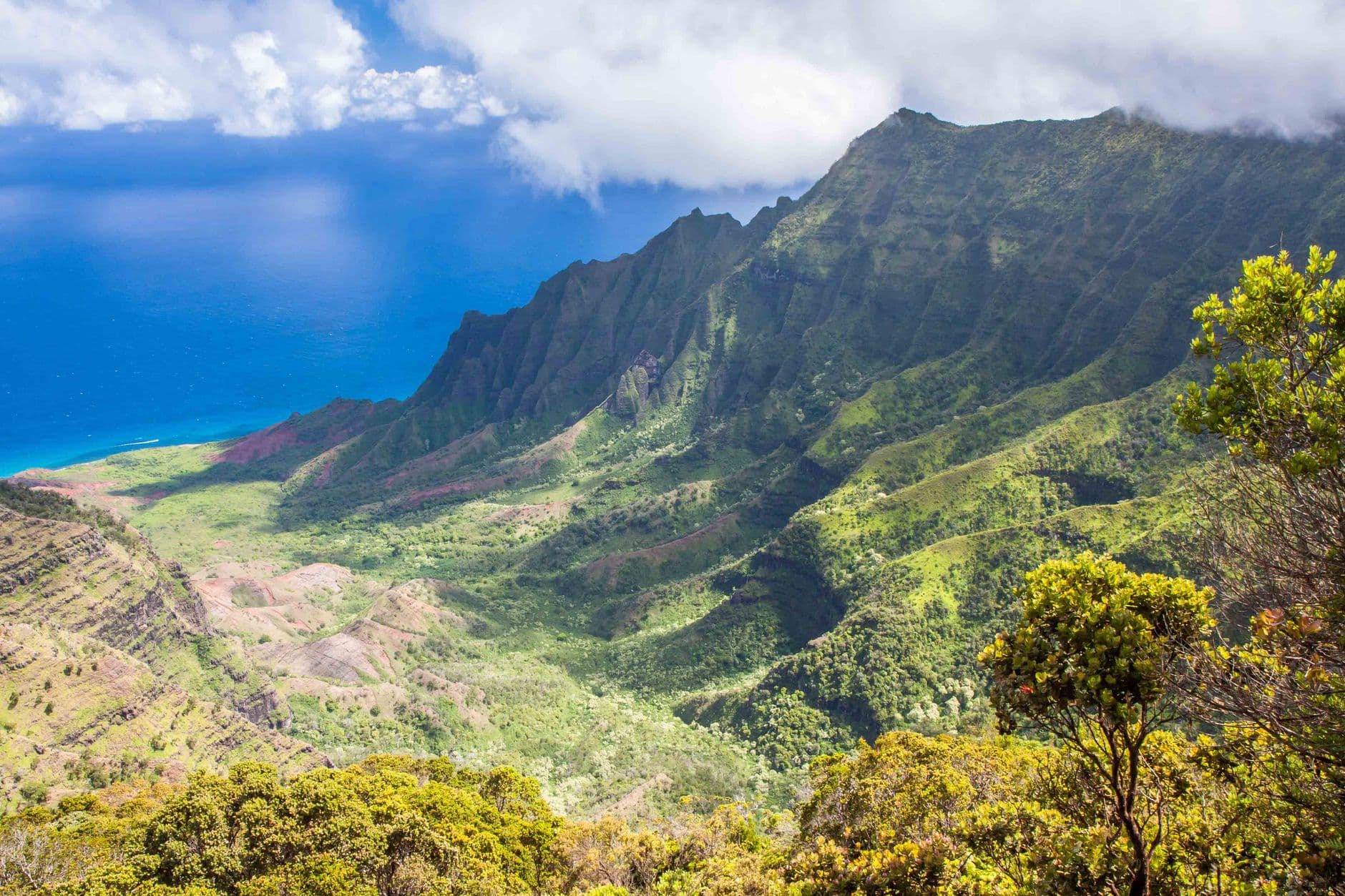 Kauai Birding: Seabirds You Can Book, Forest Birds You Might Not See Again