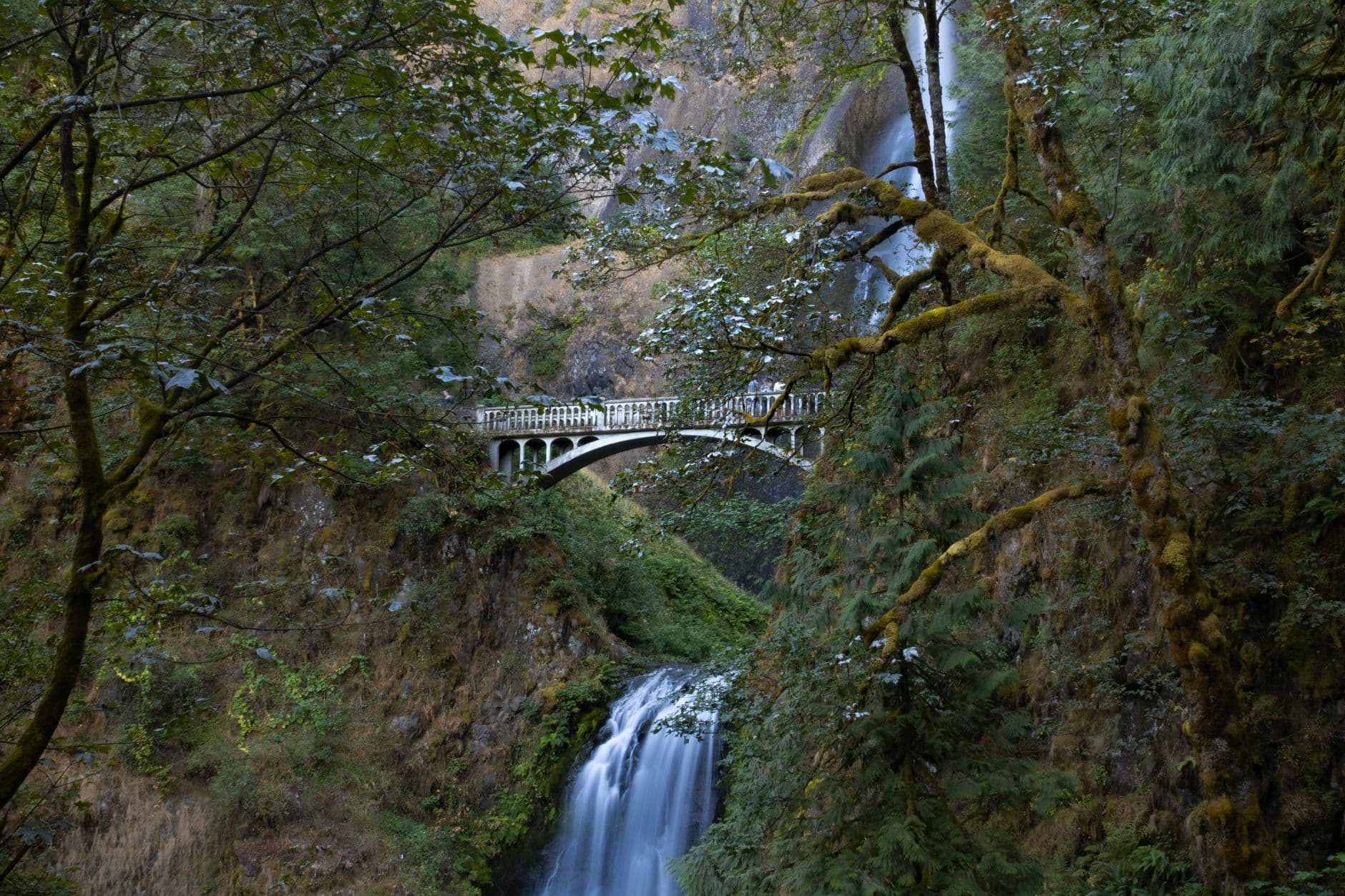 The Multnomah-Wahkeena Loop After the Fire: What Grew Back and What Didn't