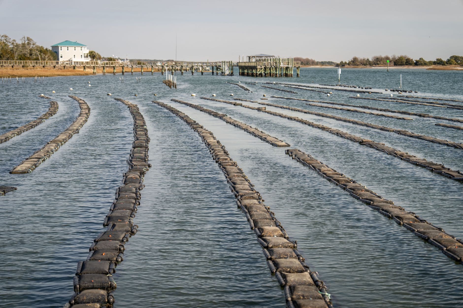 The Summer the Oyster Larvae Started Dying