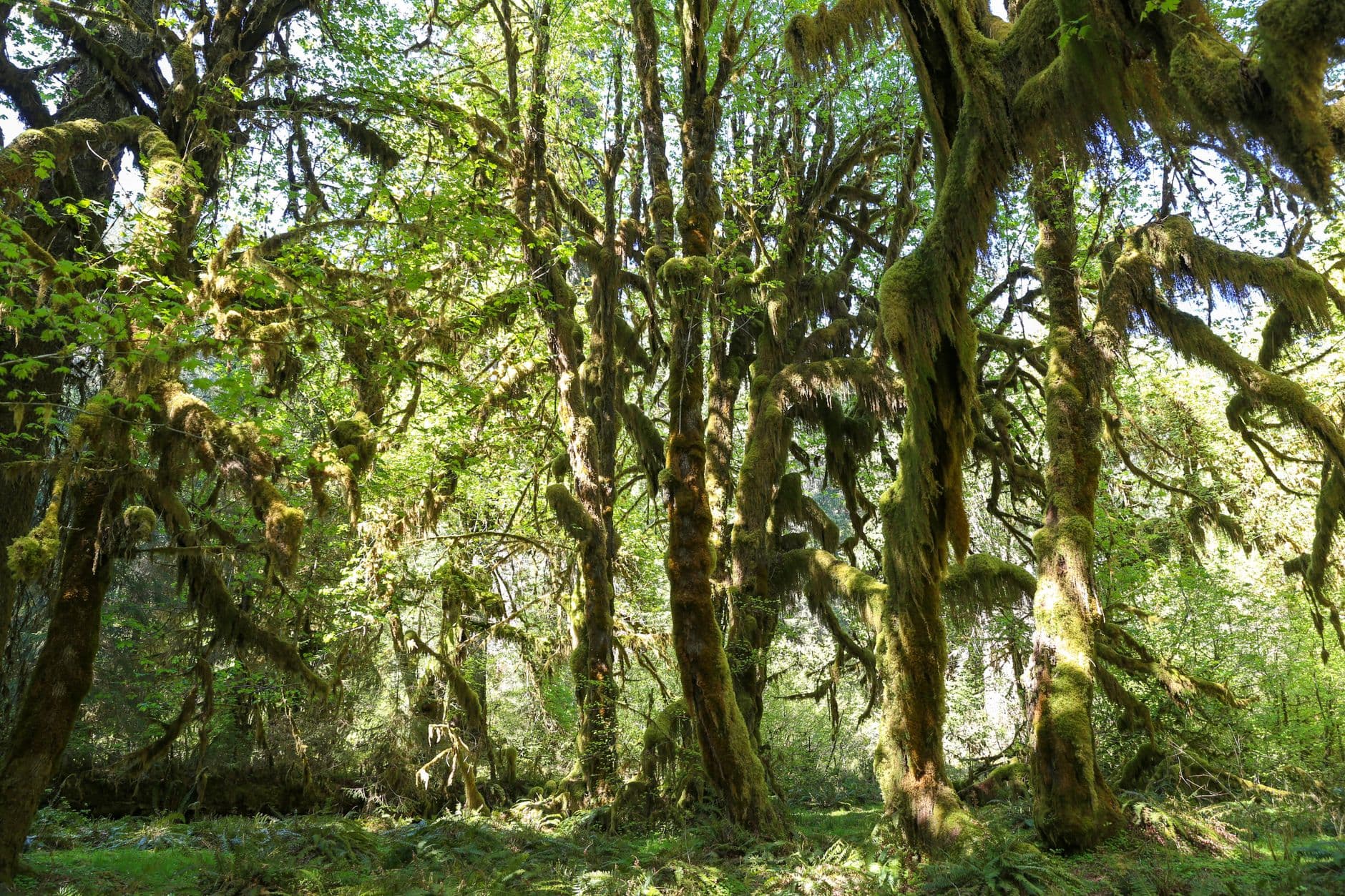 One Day in Olympic: Rainforest, Ridgeline, or Coast. You Only Get One