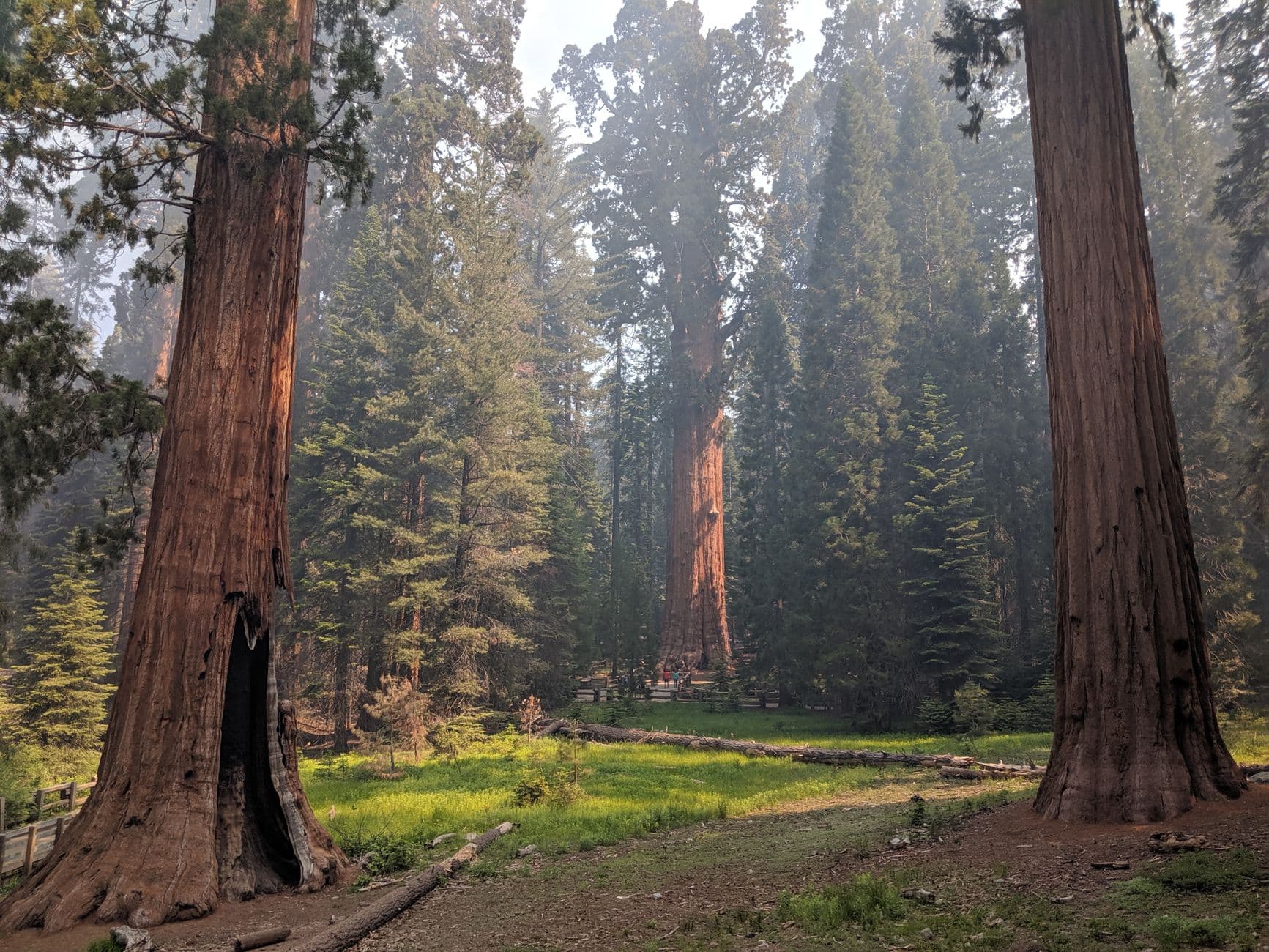 One Day Among the Giants: Sequoia Without the Generals Highway Gridlock