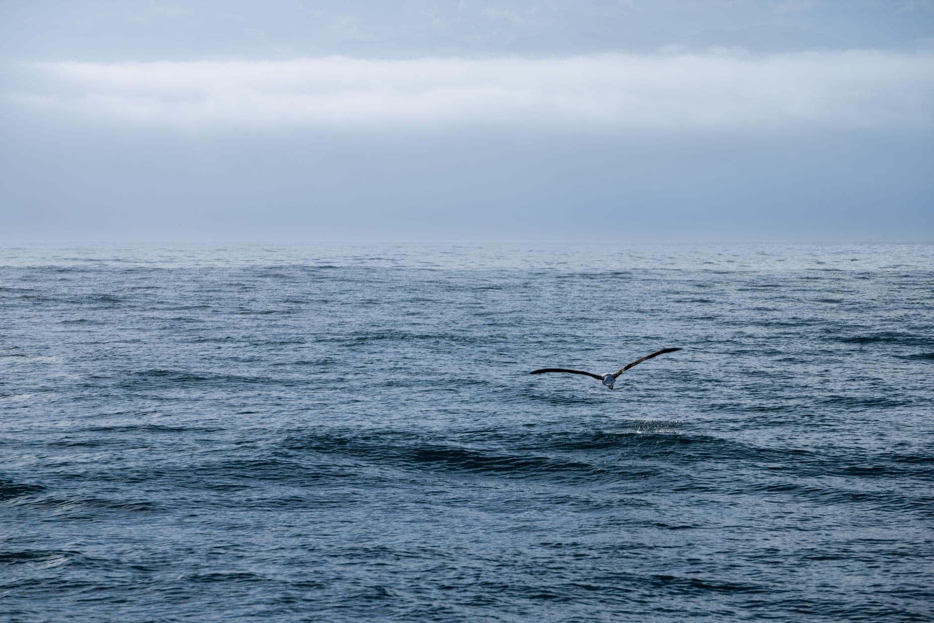 Your First Pelagic: Twelve Hours, Four Lifers, and Seasickness