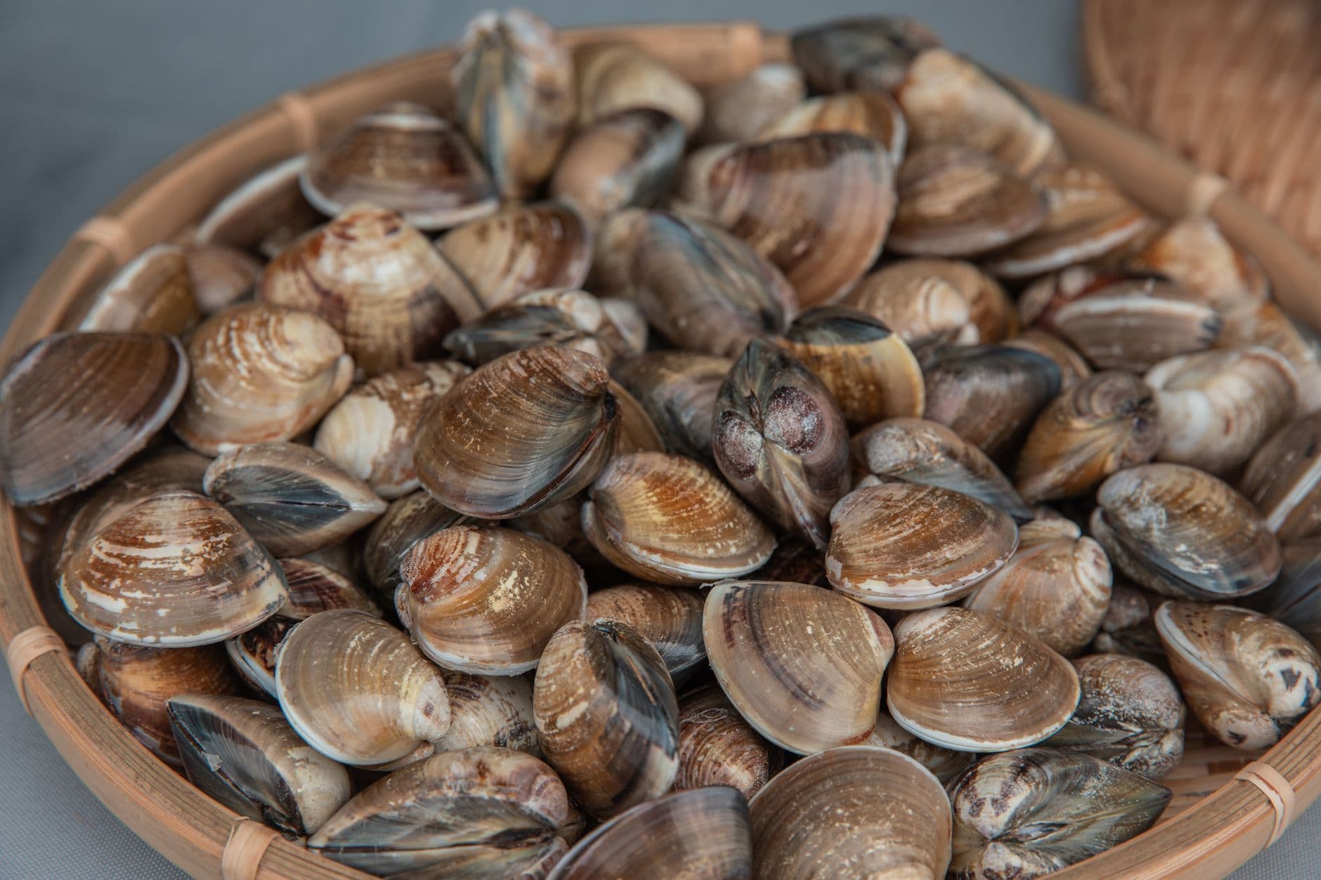 One Clam, Three Names, and the Small Ones Cost More