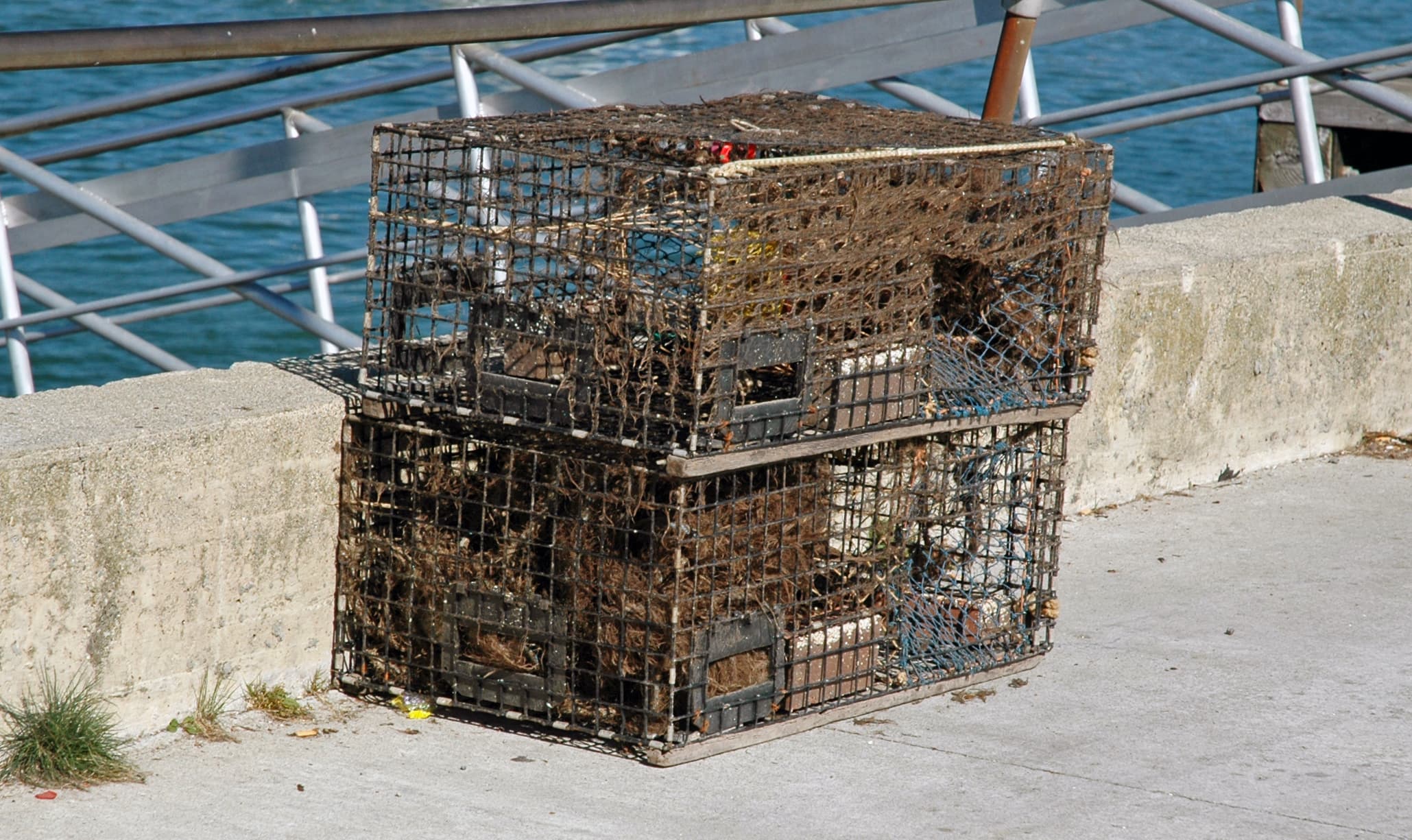 Five Traps, and the Lobster Has to Stay Whole
