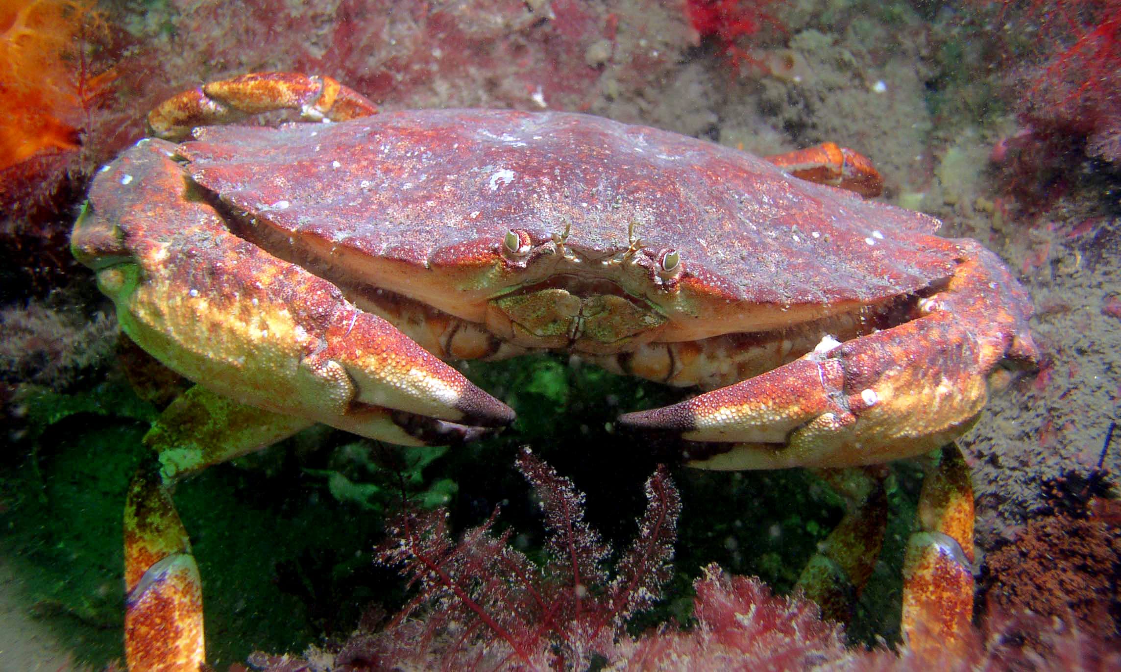 The Crab You May Keep When Dungeness Is Shut