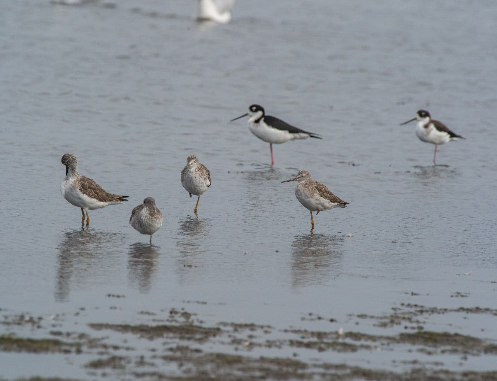Shorebirding Is a Tide Problem, Not a Bird Problem