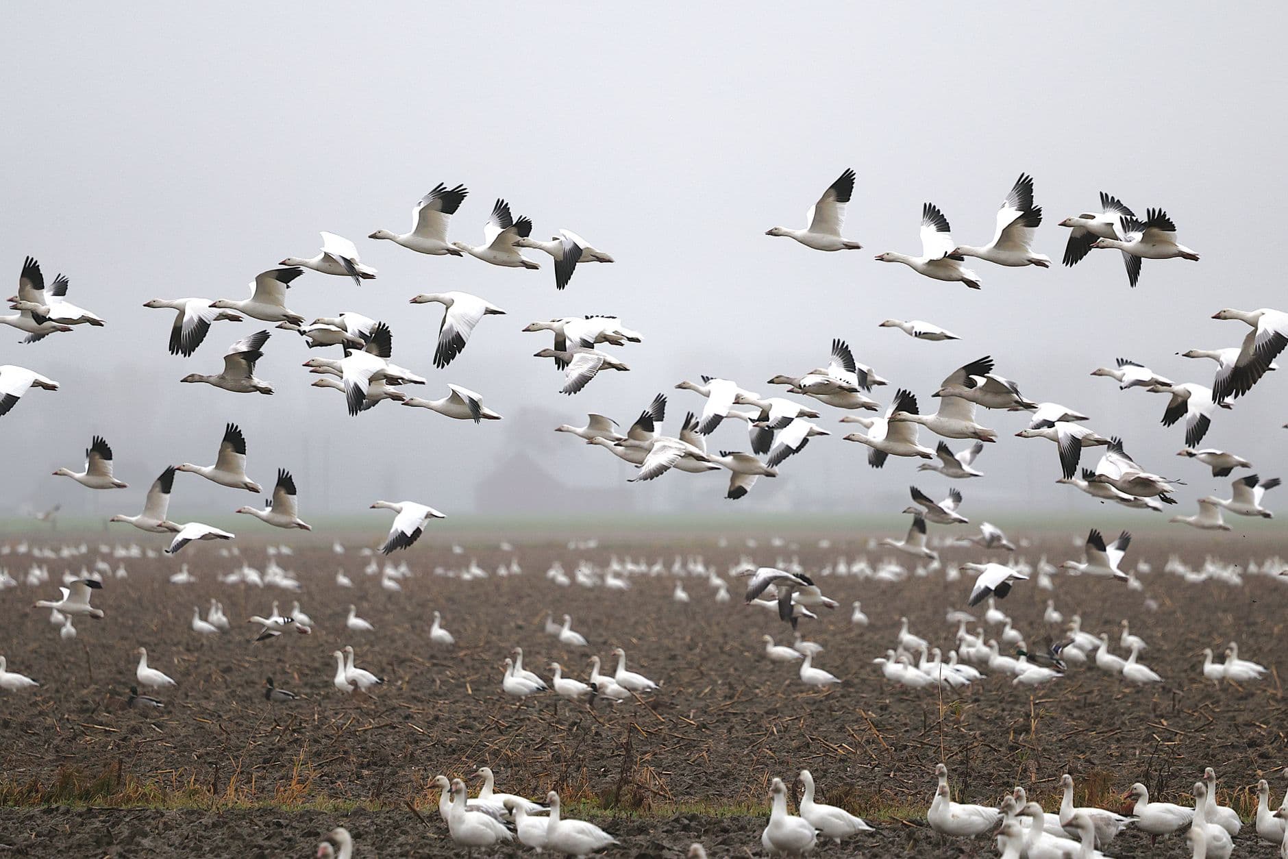 Skagit Flats: A Hundred Thousand Snow Geese on Land You Cannot Walk On