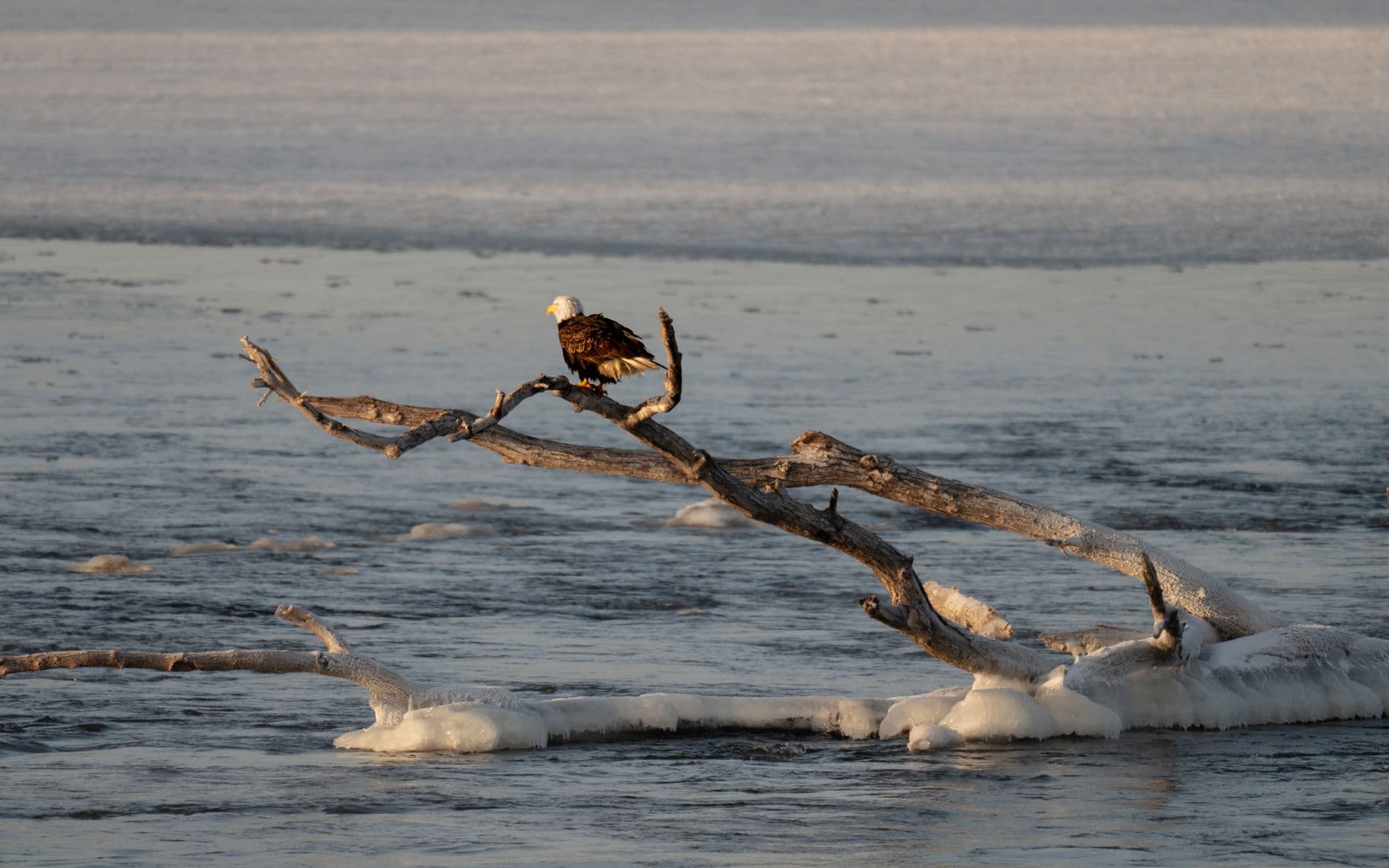 Southeast Alaska: The Eagle Count Is Lower Than the Brochure Says