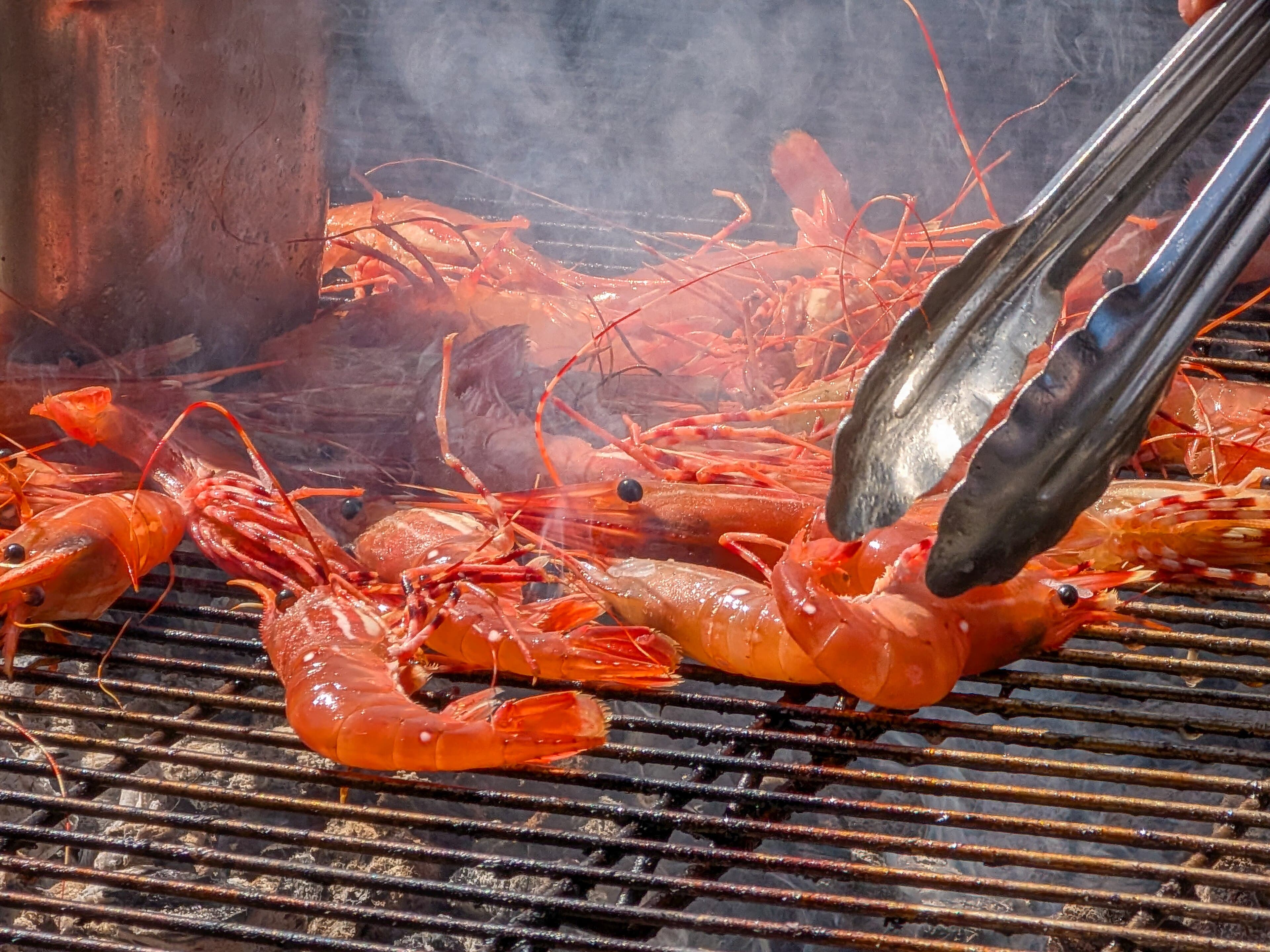 Every Big Spot Prawn in the Pot Is a Female