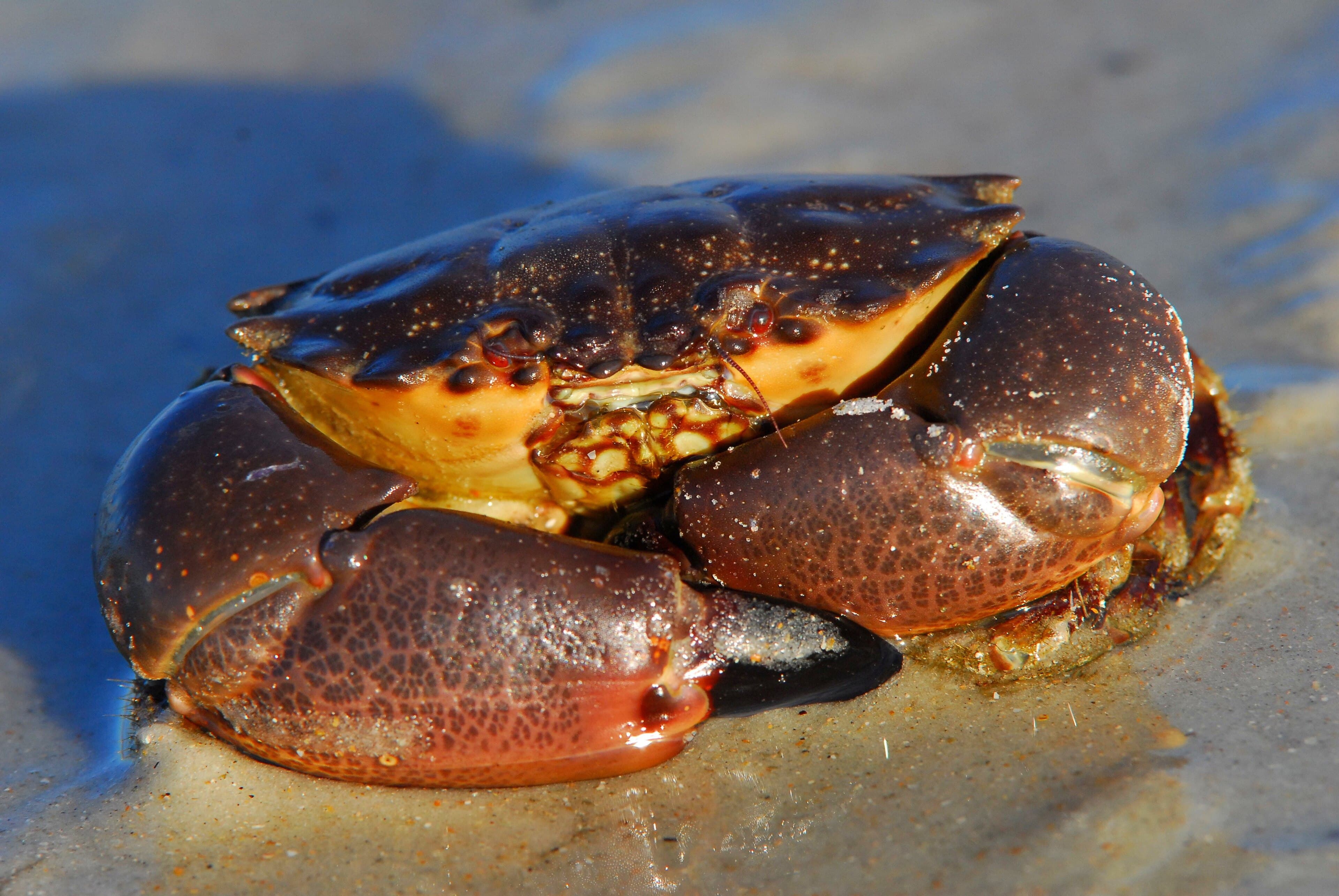 You Take the Claw and the Crab Goes Back