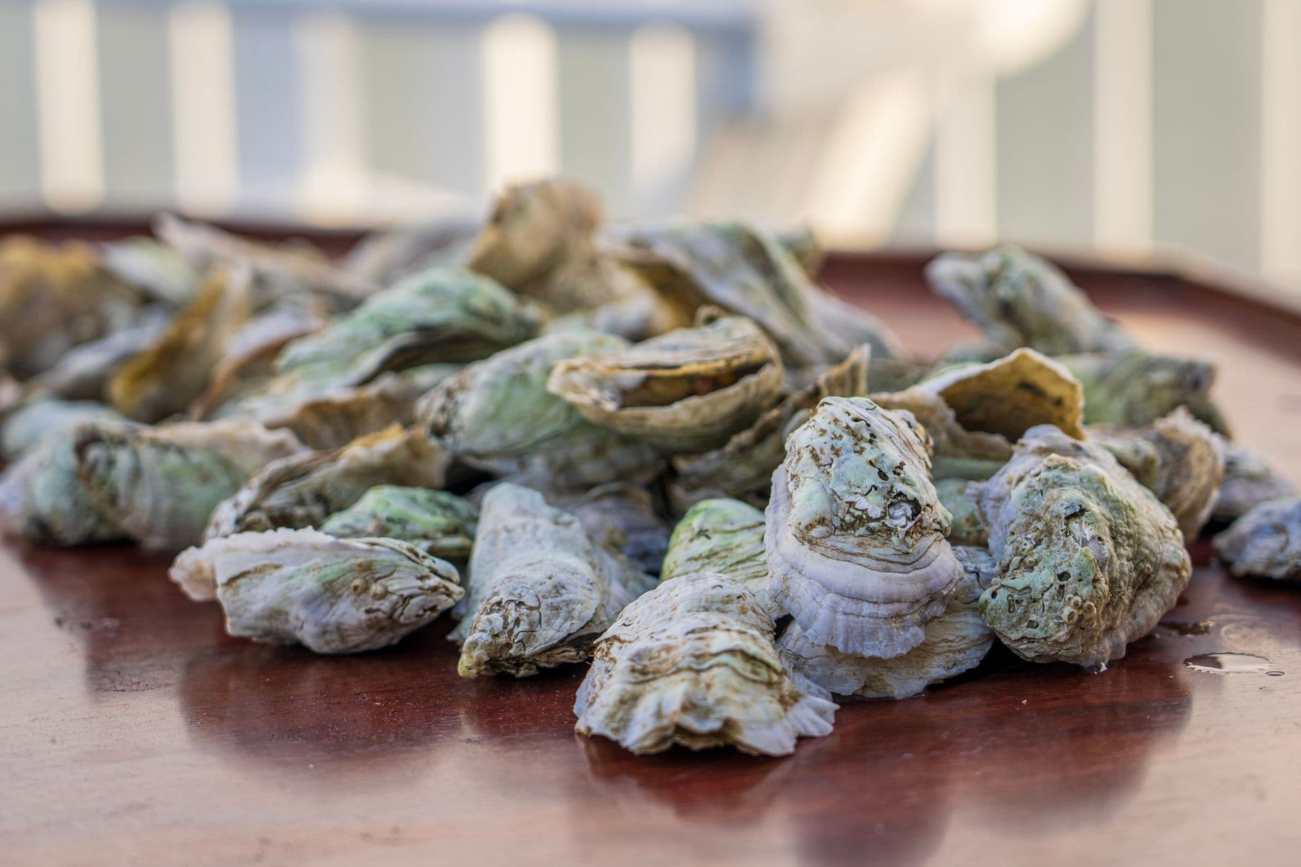 Same Species, Two Bays, Two Completely Different Oysters