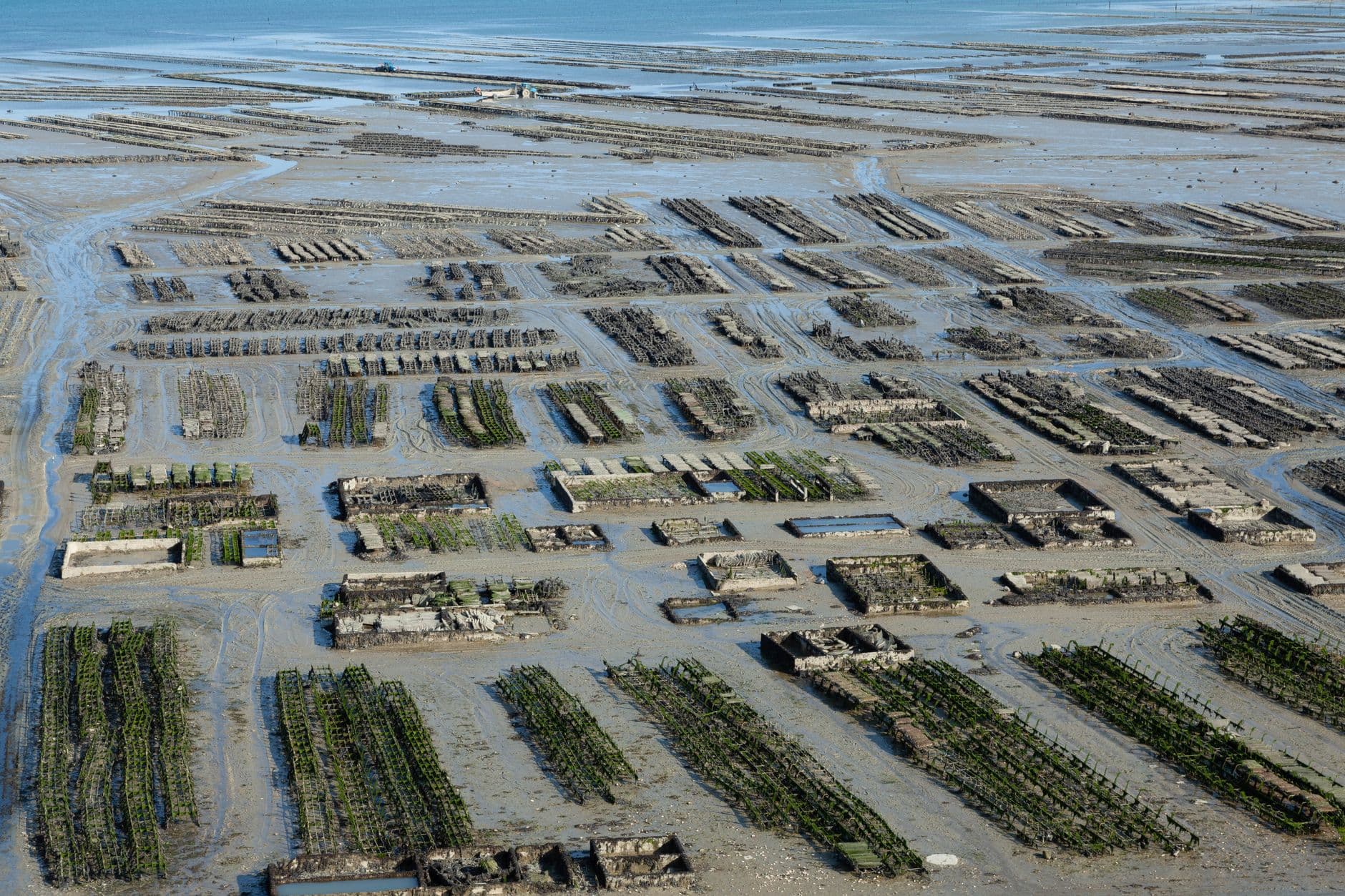 One in Six American Oysters Comes Out of This Bay