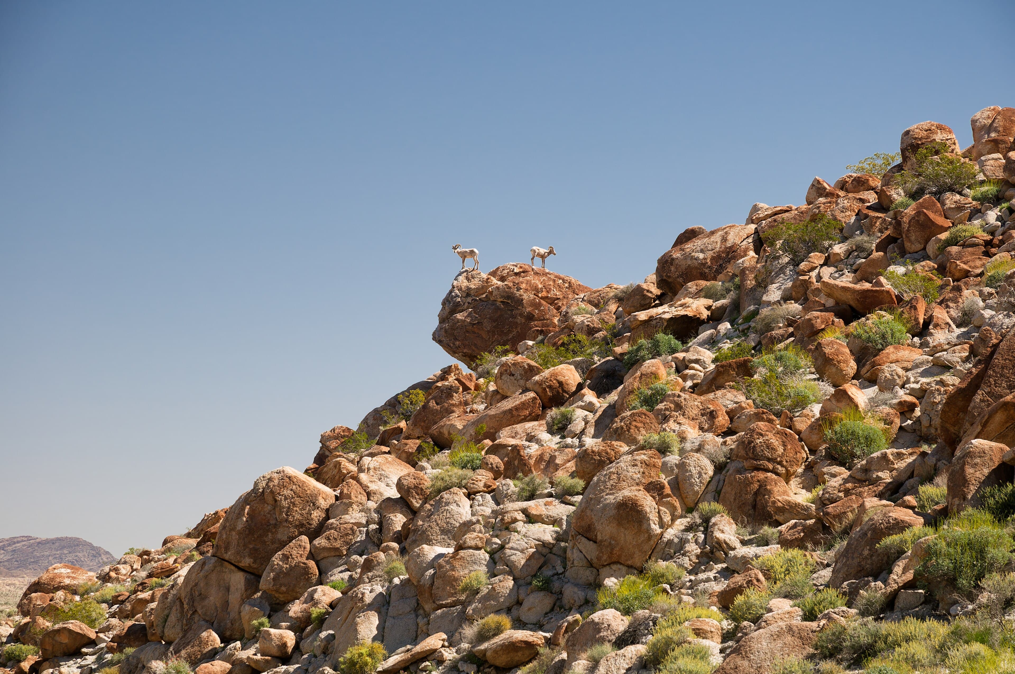Anza-Borrego Is Bigger Than Half the National Parks and Nobody Calls It One