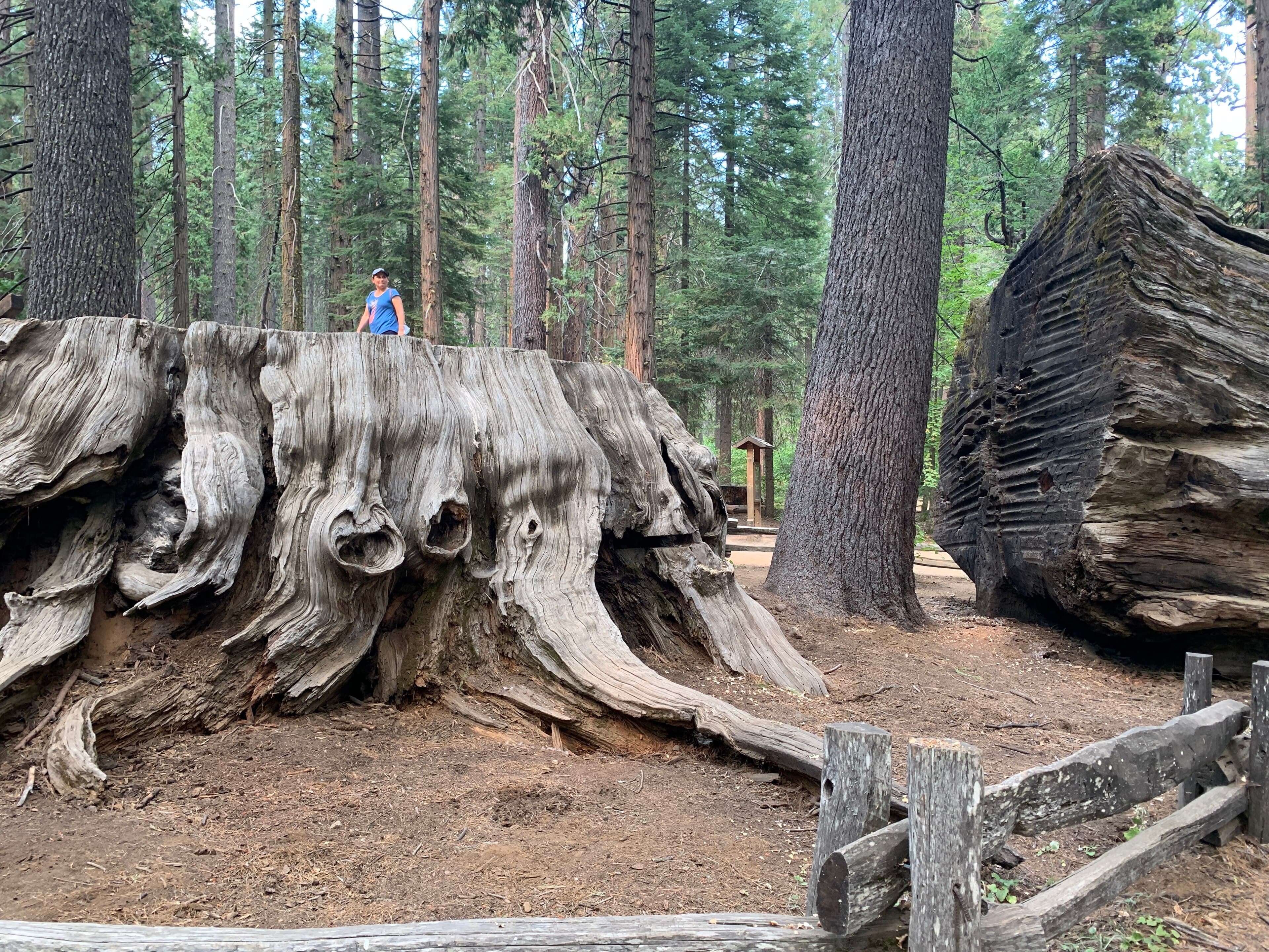 Calaveras Big Trees Was a Tourist Attraction Before Yosemite Was a Park