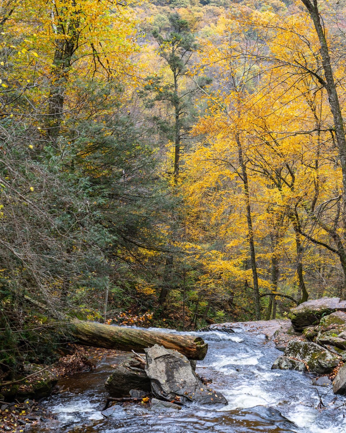 Fly Fishing the Battenkill: Orvis's Home Water, the Most Educated Wild Trout in the East, and Why That's the Point