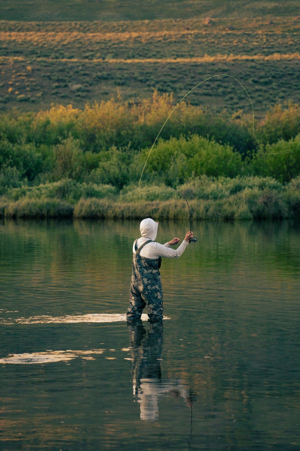 Fly Fishing the Bighorn River: The Technical Tailwater, the Trico Dawn, and the 13 Miles That Reward Patience