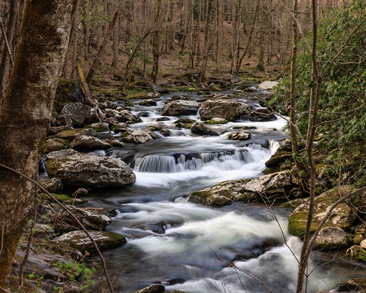 Fly Fishing the Caney Fork: Tennessee's Best-Kept Tailwater Secret