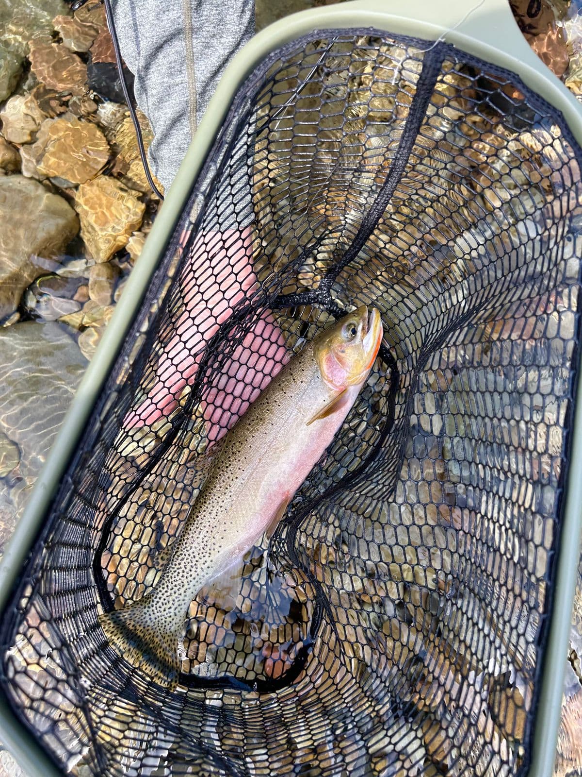 Fly Fishing the Madison River: The 50-Mile Riffle, the Salmonfly Hatch, and the River That Defined Western Fly Fishing