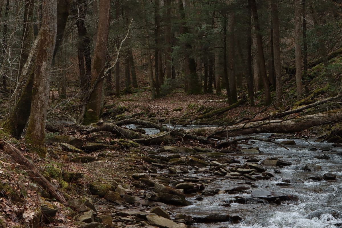 Fly Fishing New River Gorge National Park: Smallmouth Bass, Whitewater, and America's Wildest Gorge