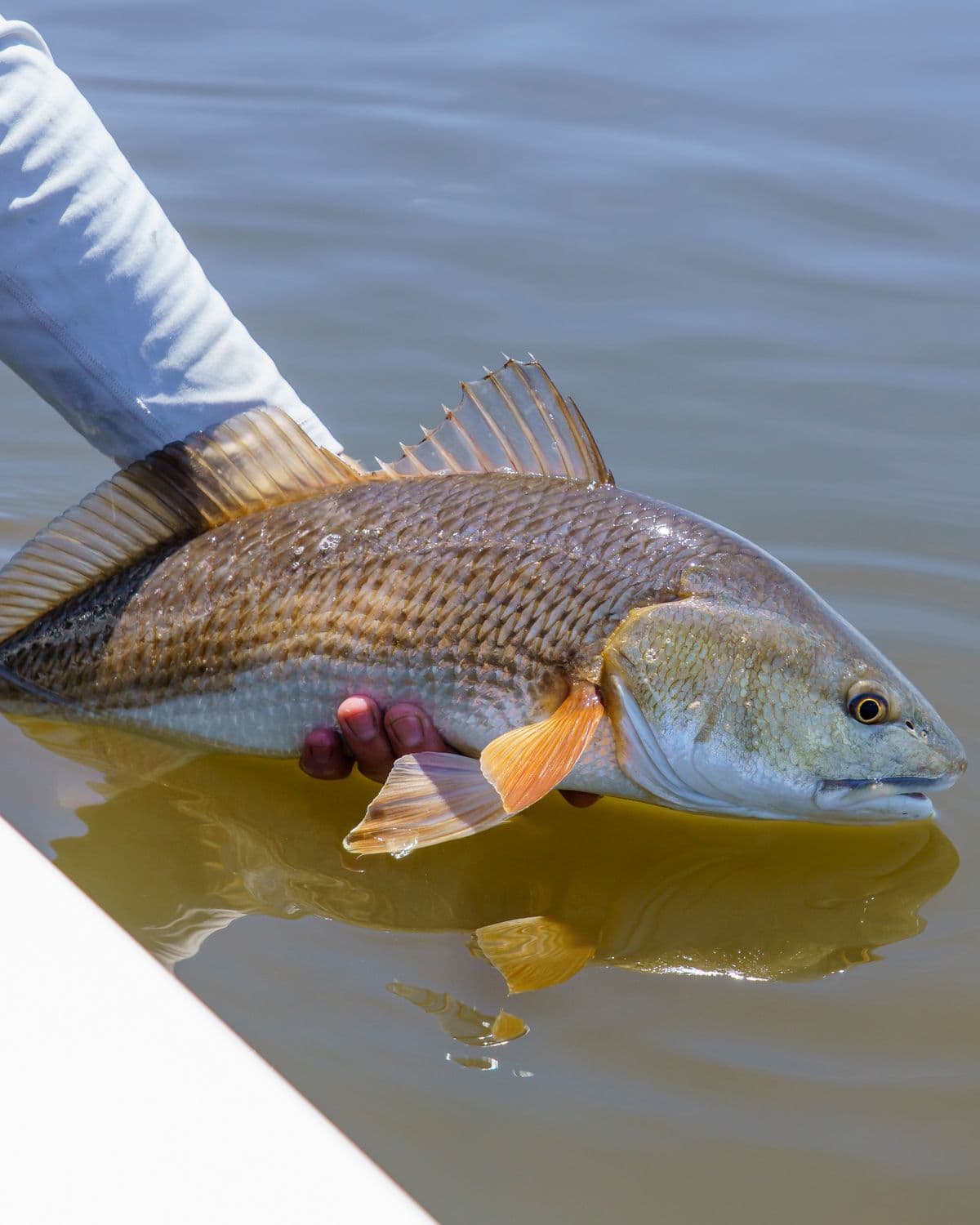 Fly Fishing the Texas Coast: Sight-Casting to Redfish on the Flats, and Why It's the Best Saltwater Fly Fishing You've Never Tried