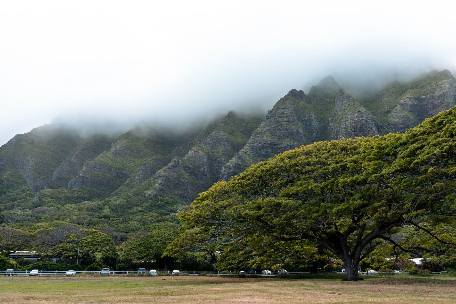 Hawaiian Honeycreepers: Where They Survive, Island by Island
