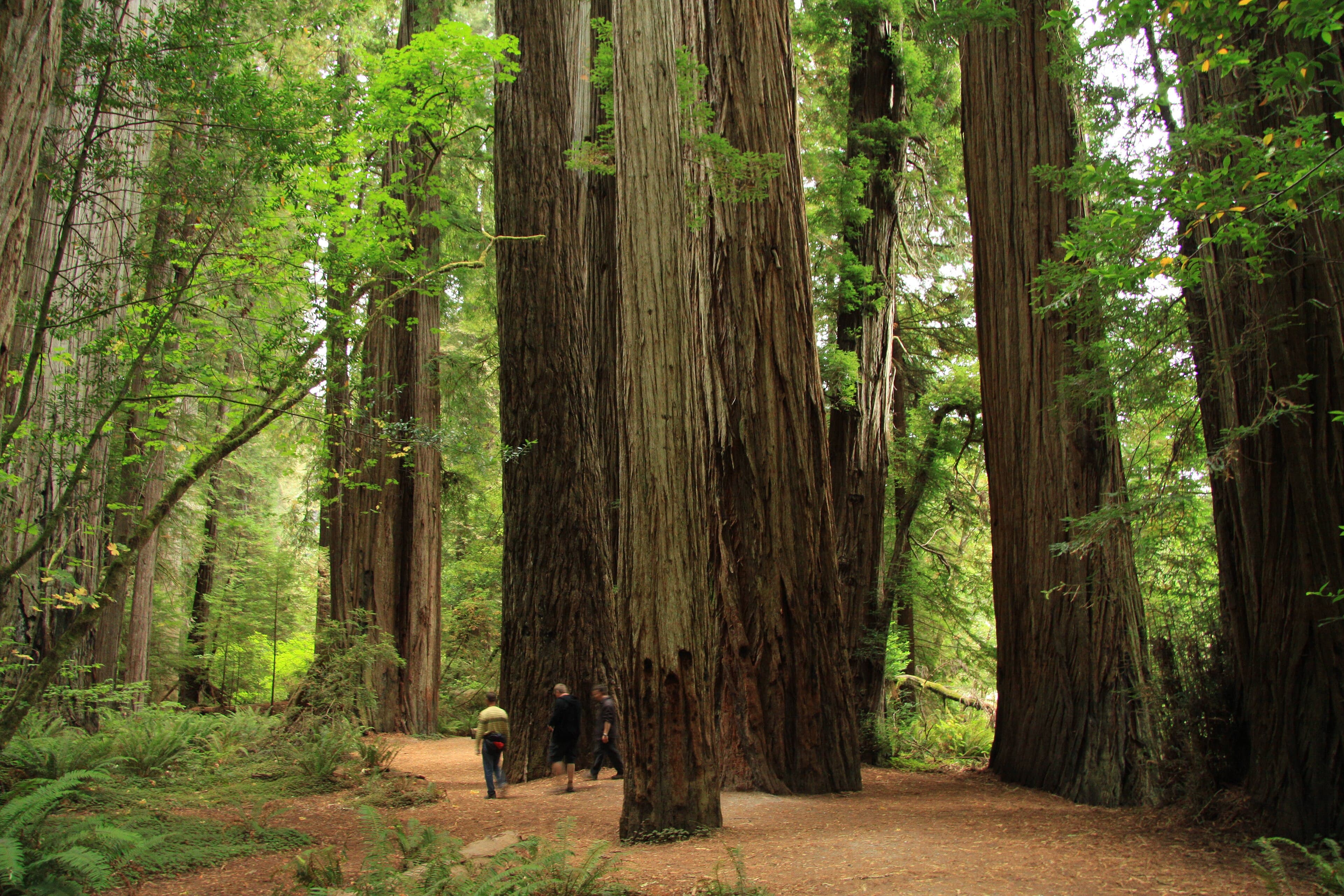 The Densest Redwoods in the World Are on a Gravel Road