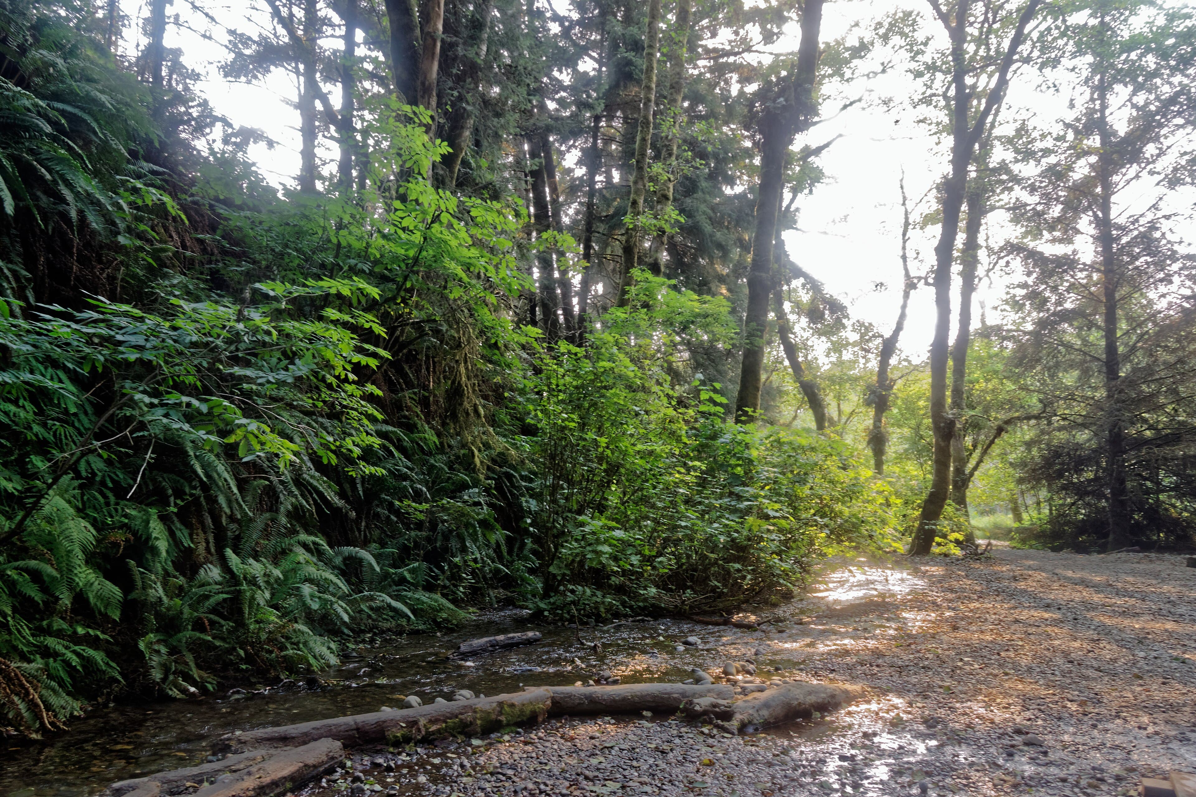 Fern Canyon's Walls Are Fifty Feet of Solid Ferns and You Need a Permit