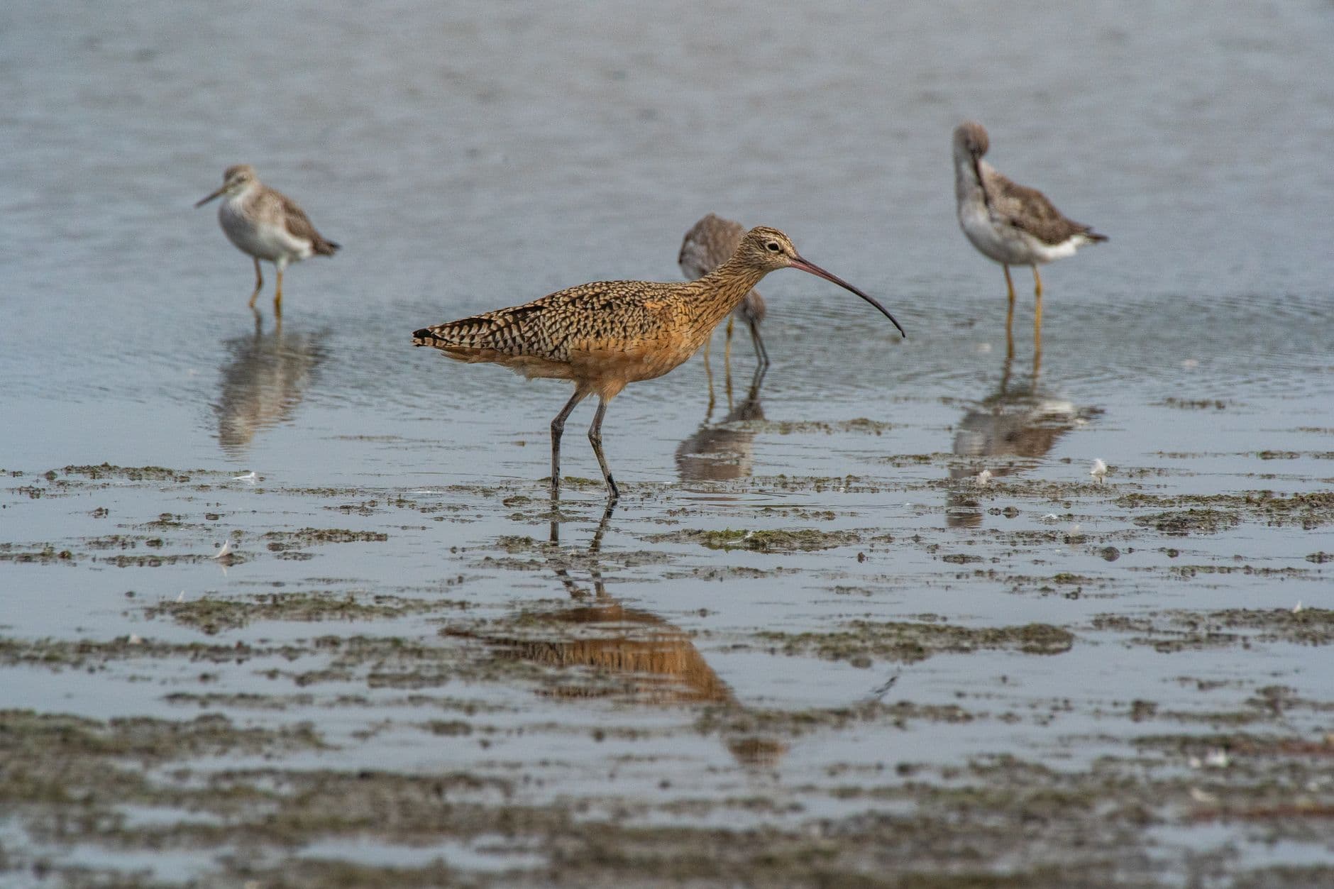 Reading an eBird Map: Dots Are Observers, Not Birds