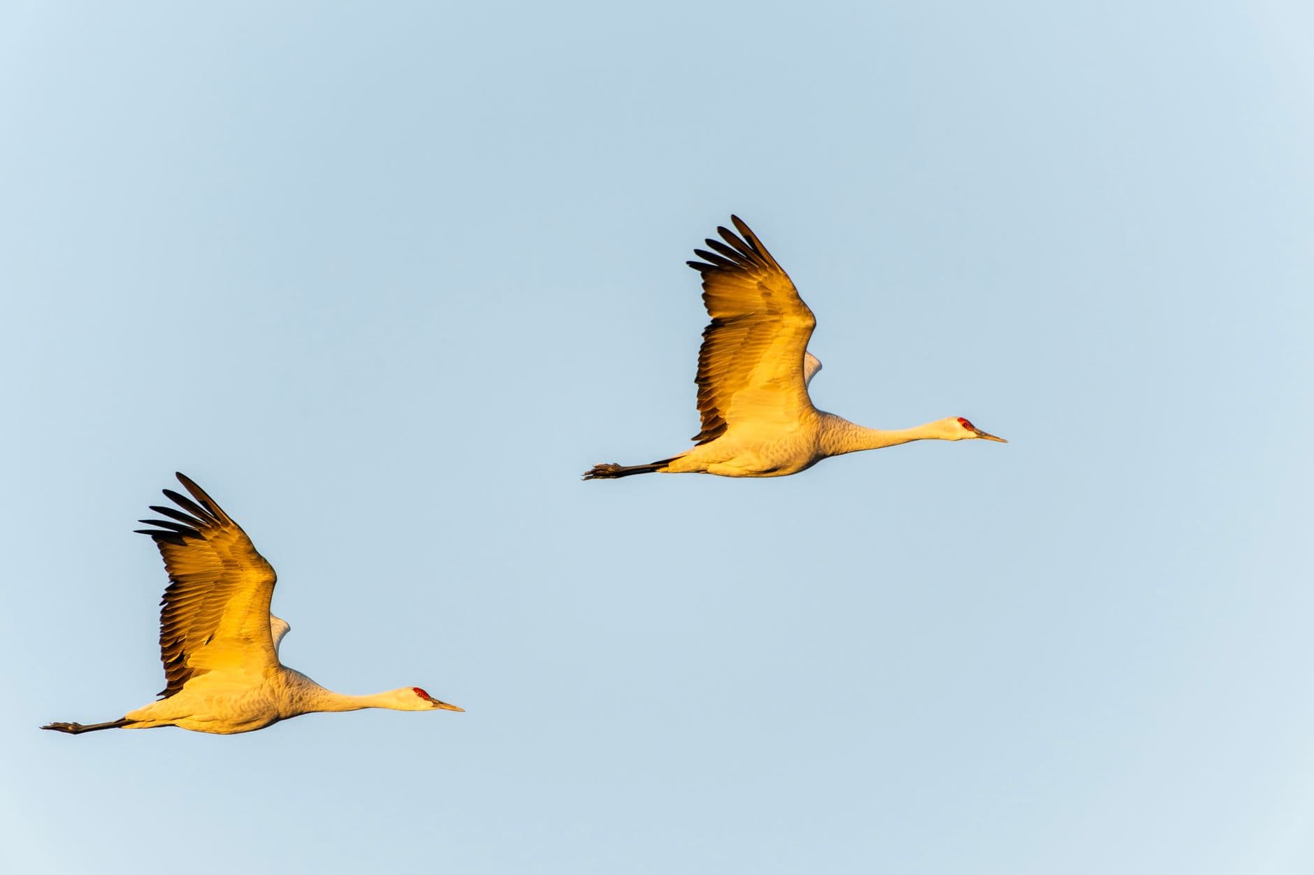 Sandhill Crane Migration: Where the Staging Grounds Are and When to Be There