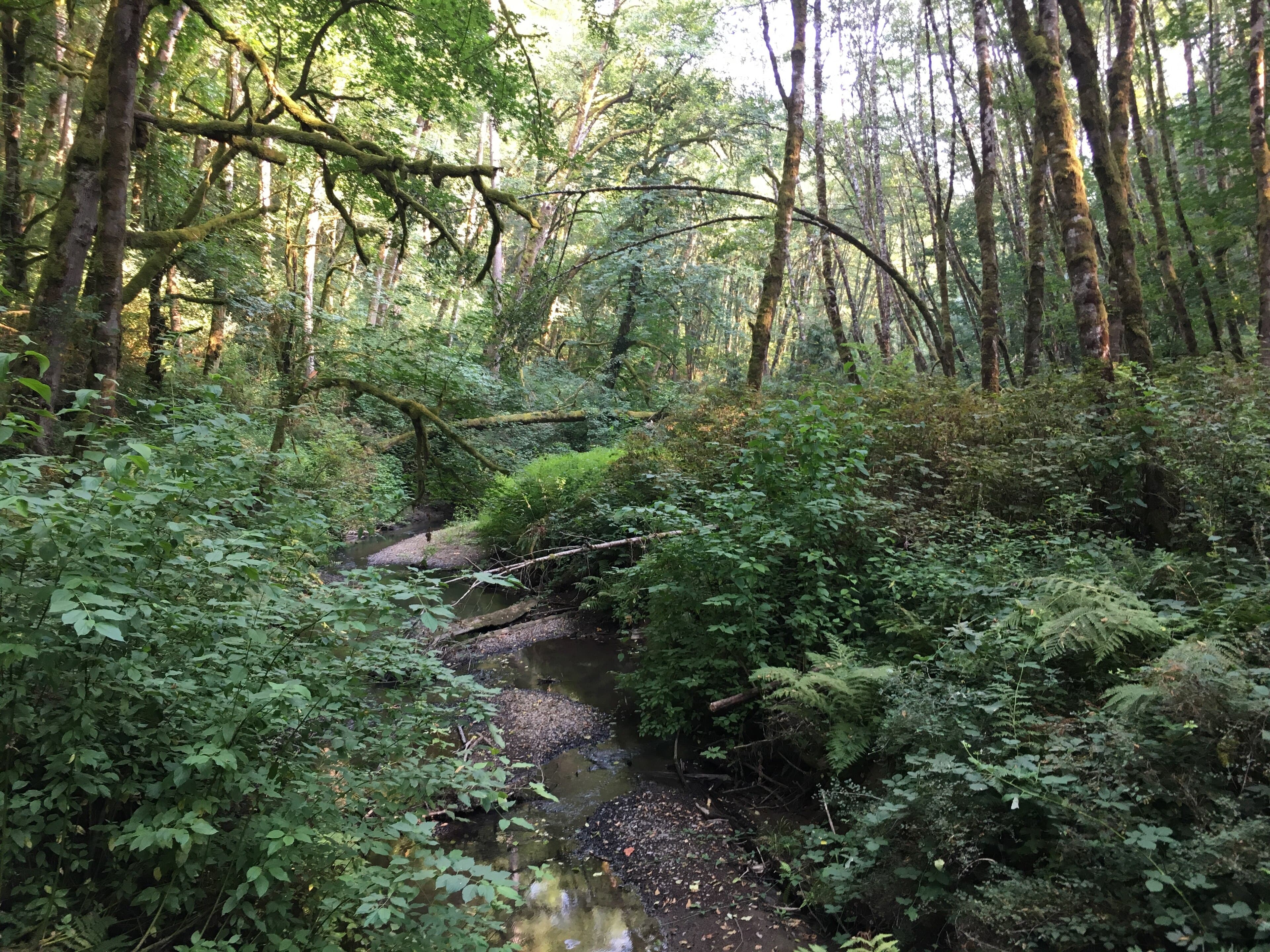 There Is a State Park Inside Portland and It Was Saved by Neighbors