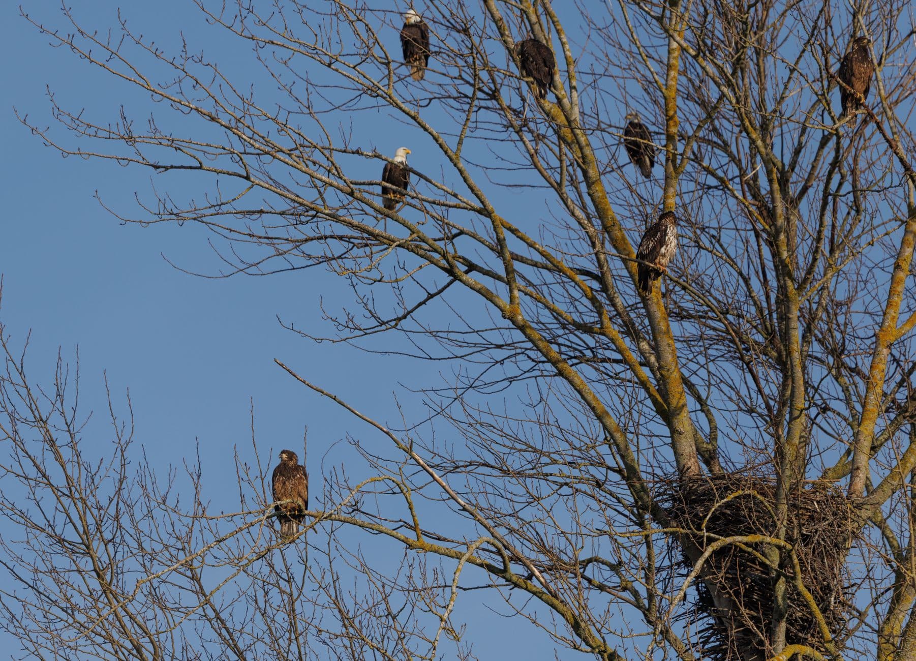 Where to See Bald Eagles in Winter: Follow the Fish, Not the Map