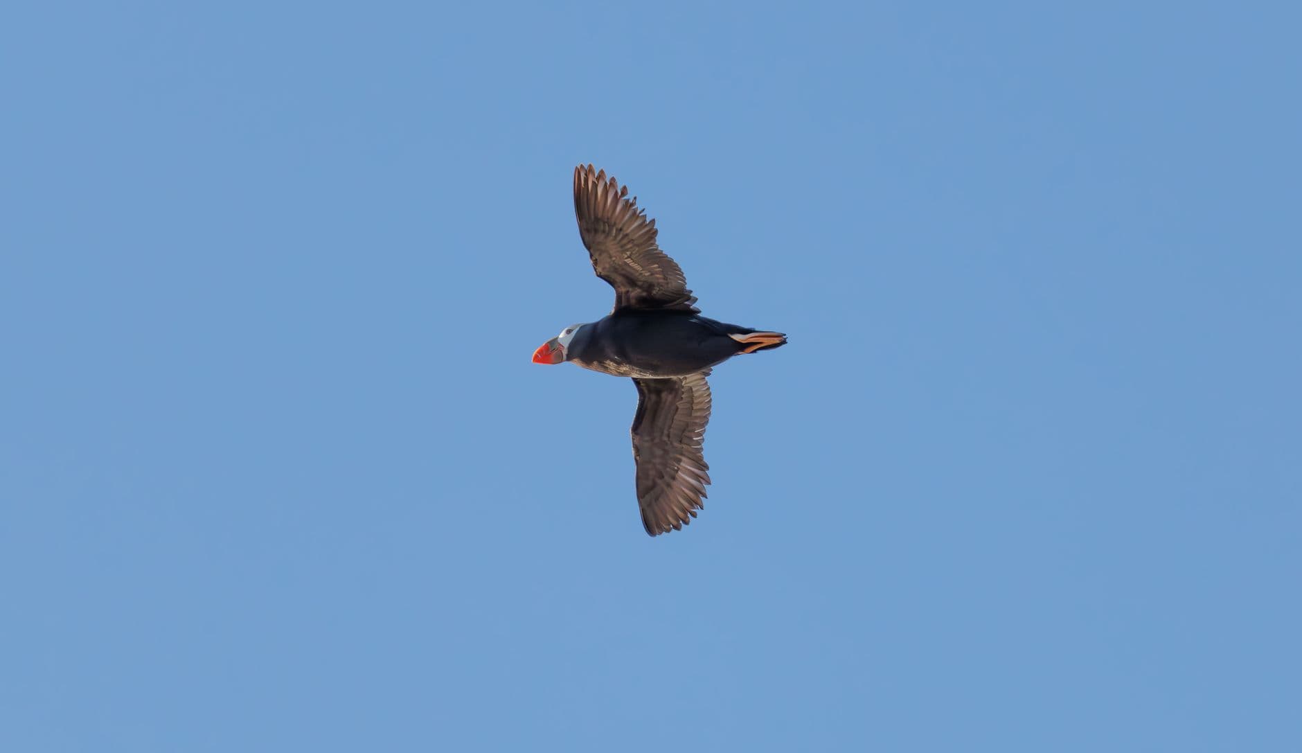 Where to See Tufted Puffins in Washington, and Why It Is Getting Harder