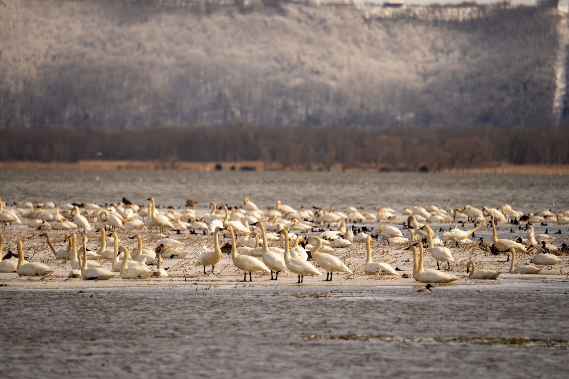 Where to See Trumpeter Swans, and the 69 Birds They Came From